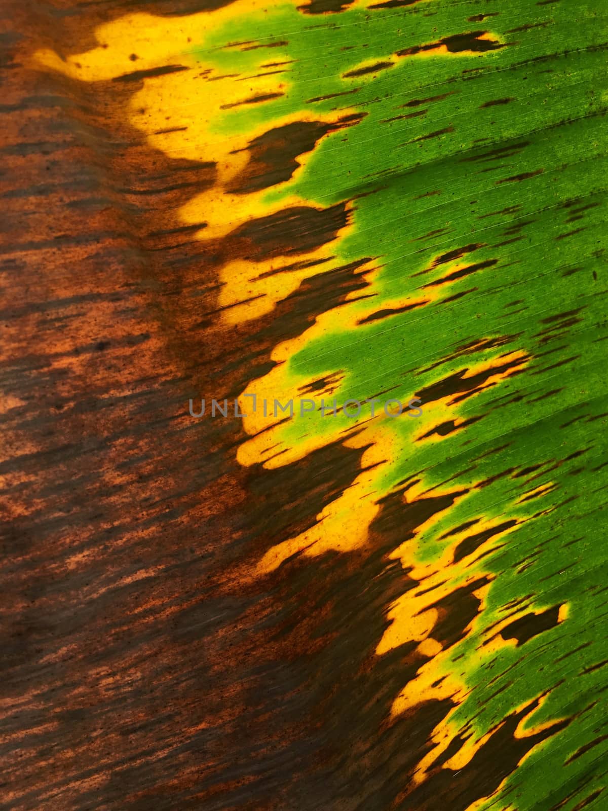 Texture on banana leaf from banana tree.
