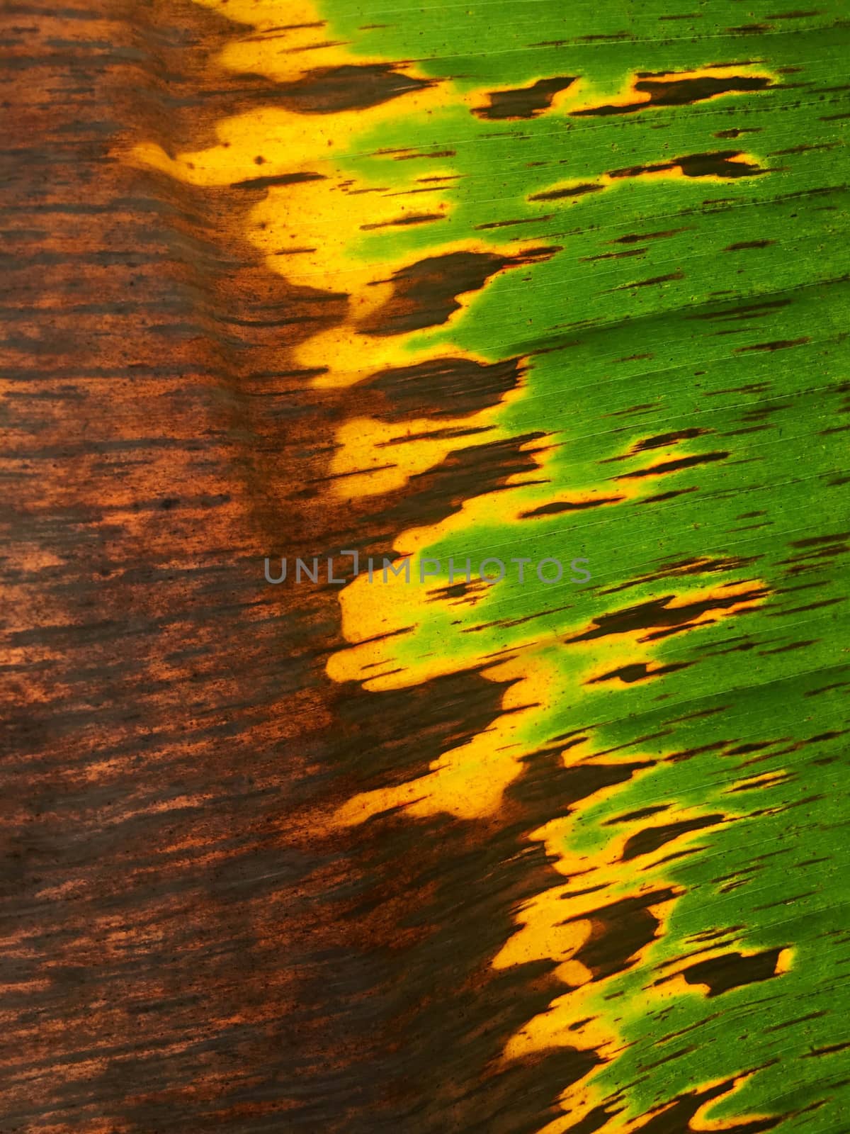 Texture on banana leaf from banana tree. by e22xua