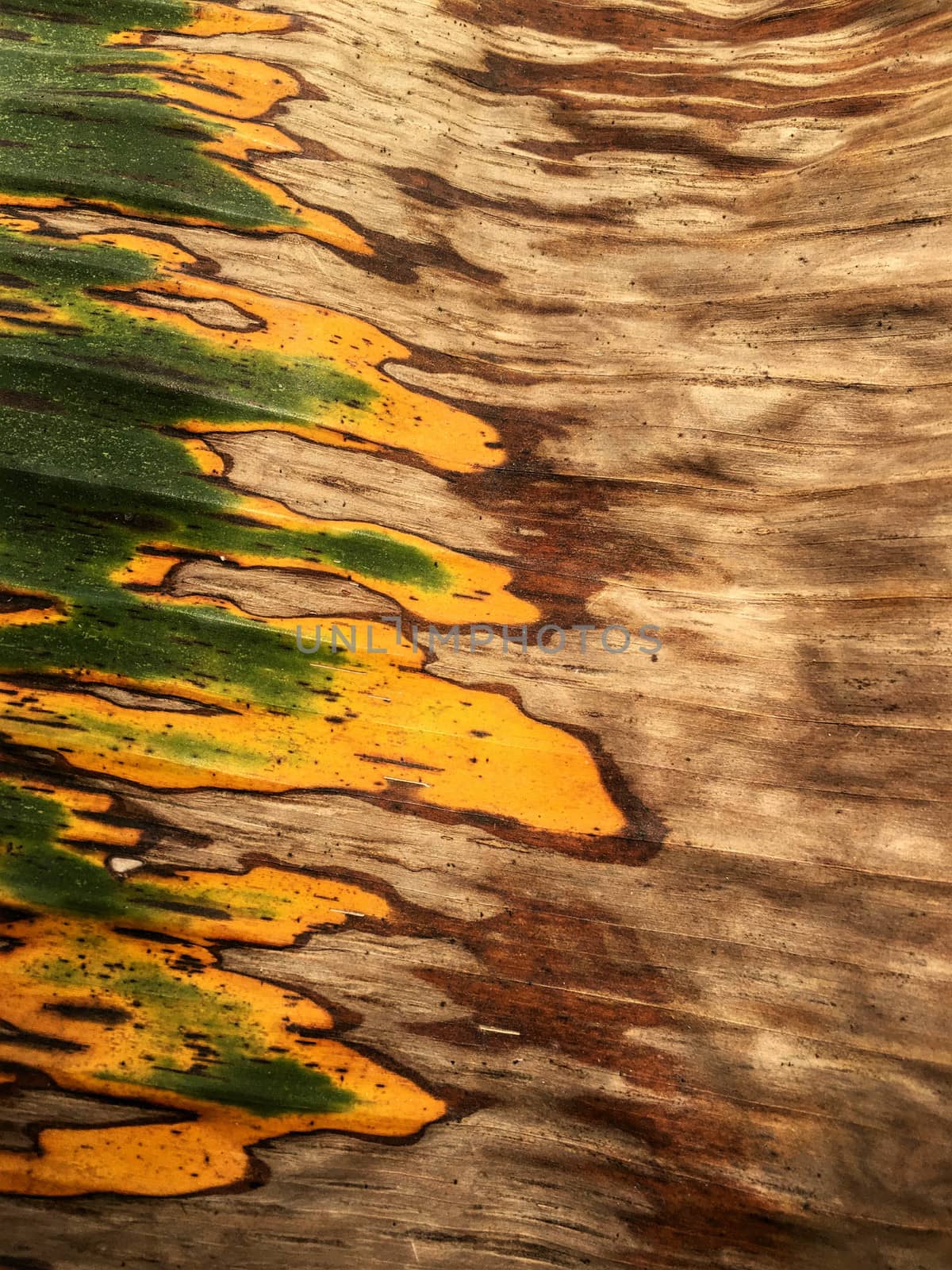 Texture on banana leaf from banana tree. by e22xua