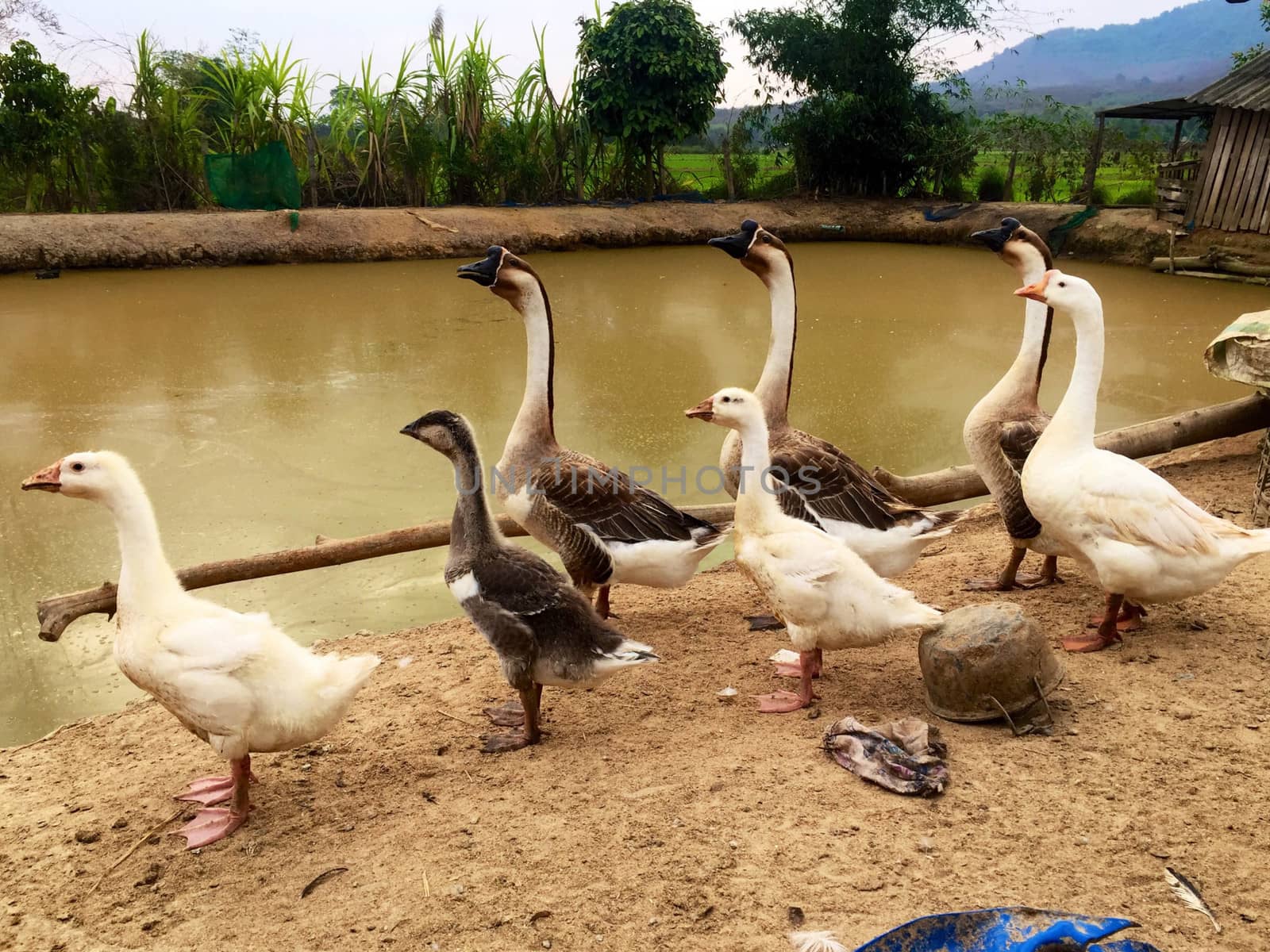 Herd of goose in an independent farm