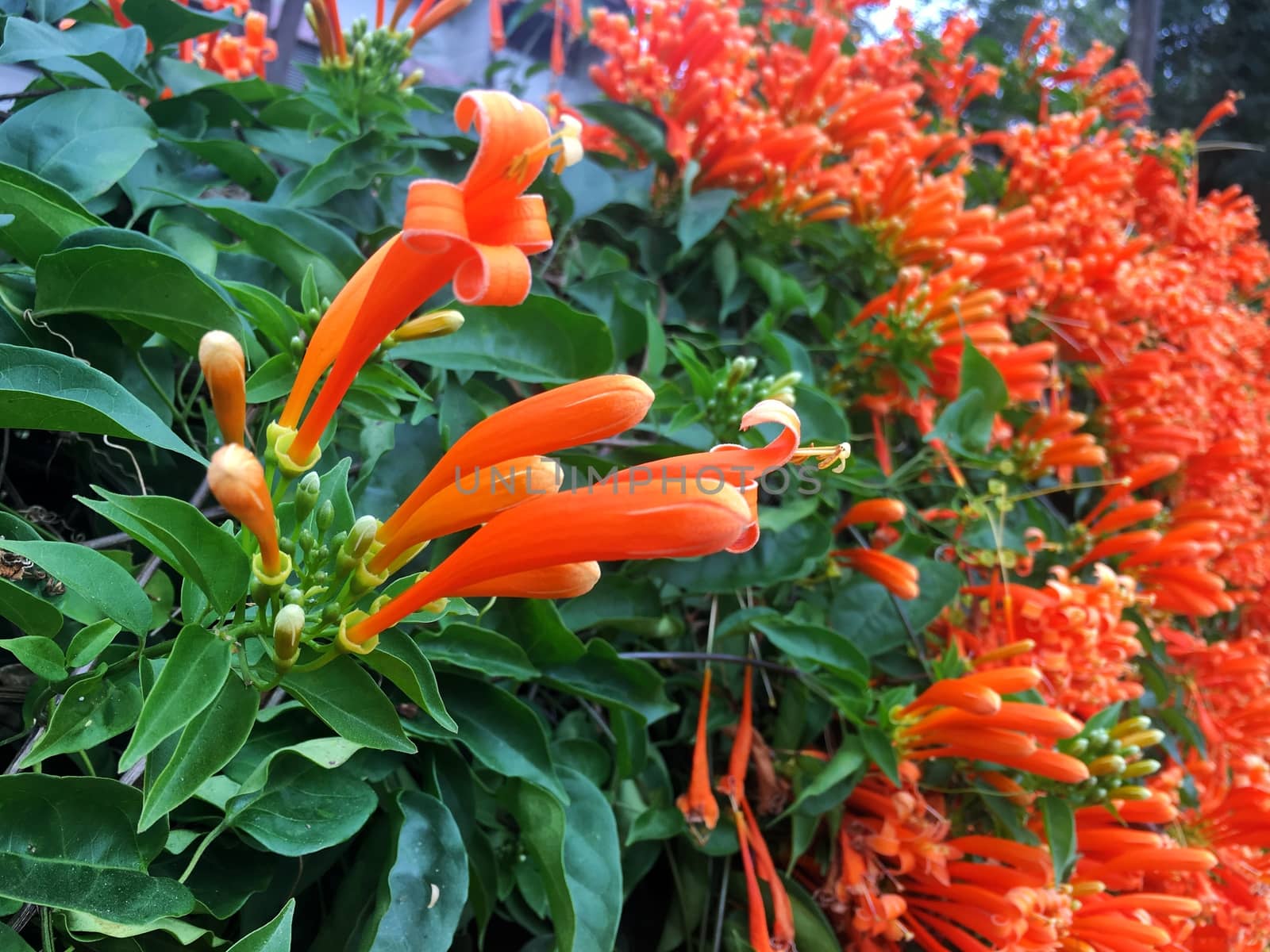 the orange colorful of Pyrostegia venusta ,Orange trumpet, Flame flower, Fire-cracker vine