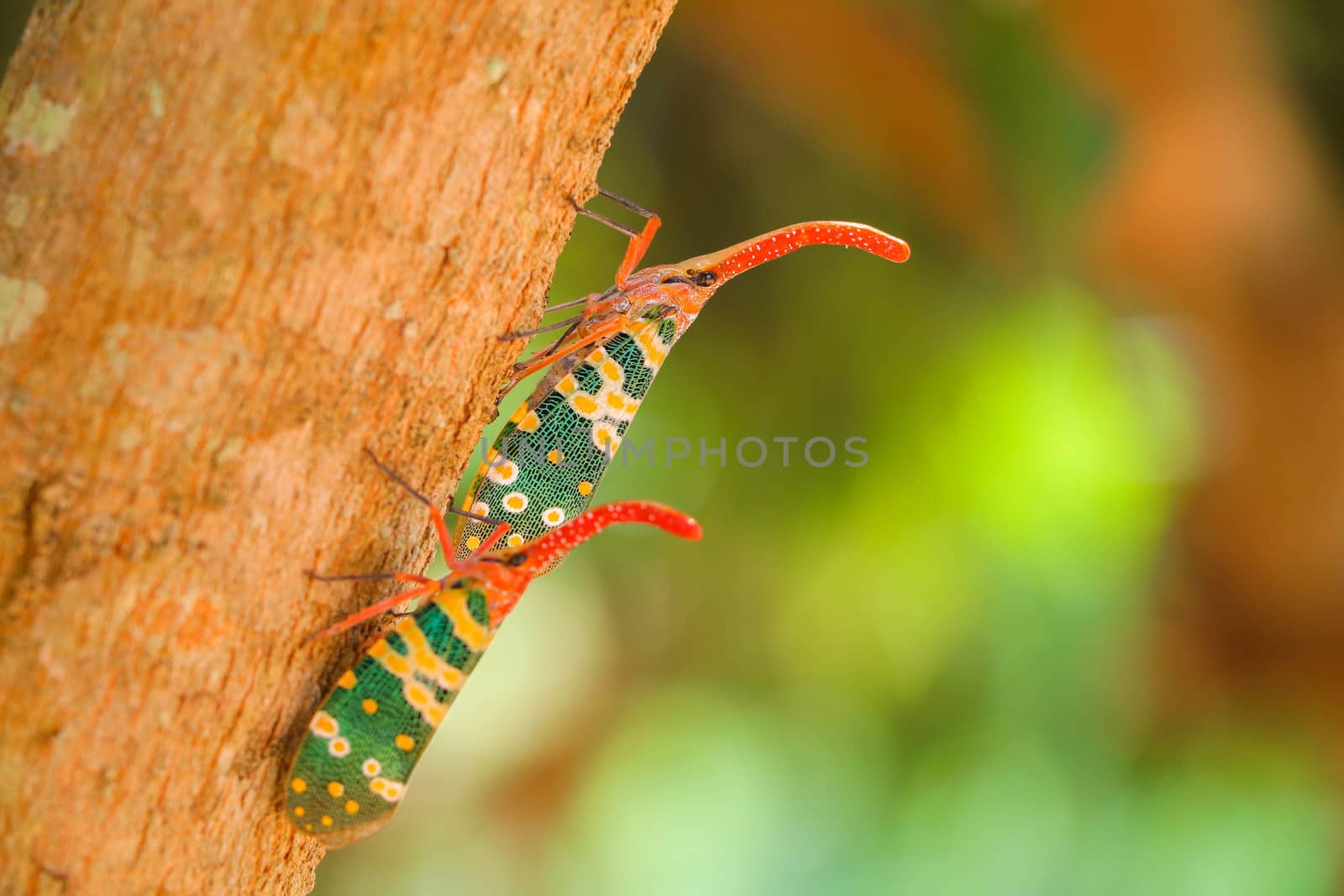 Pyrops candelaria Insect nature by e22xua
