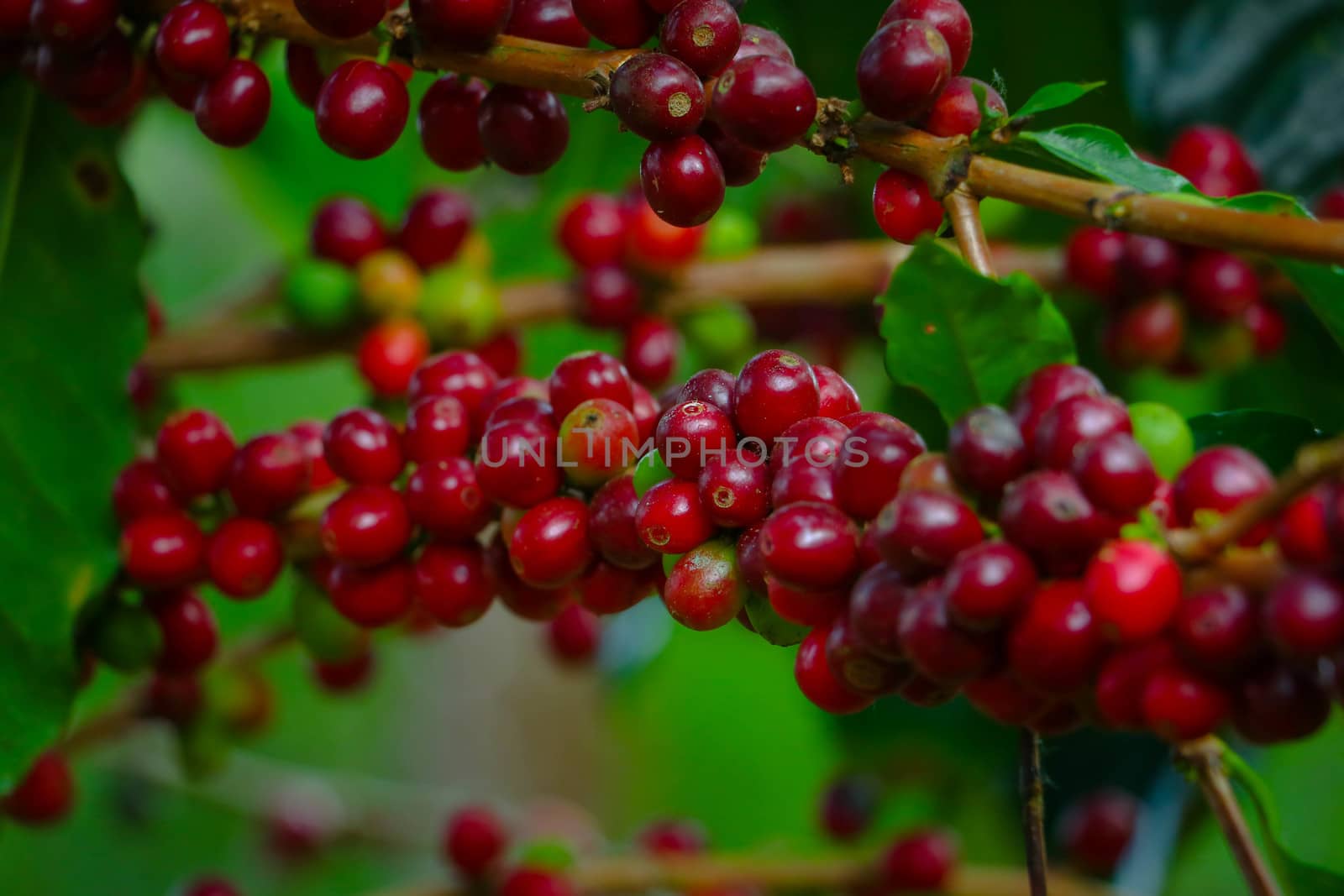 The colorful of raw coffee beans.Red coffee beans