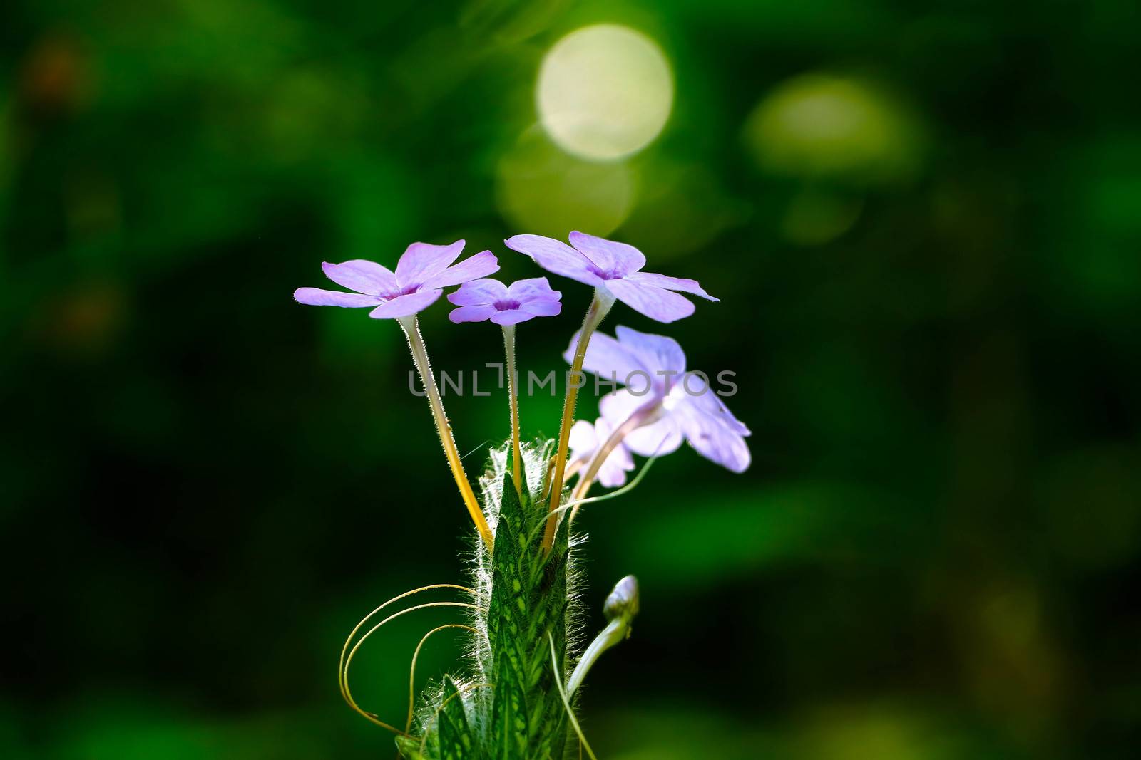 The Small violet flowers with the green nature,close up