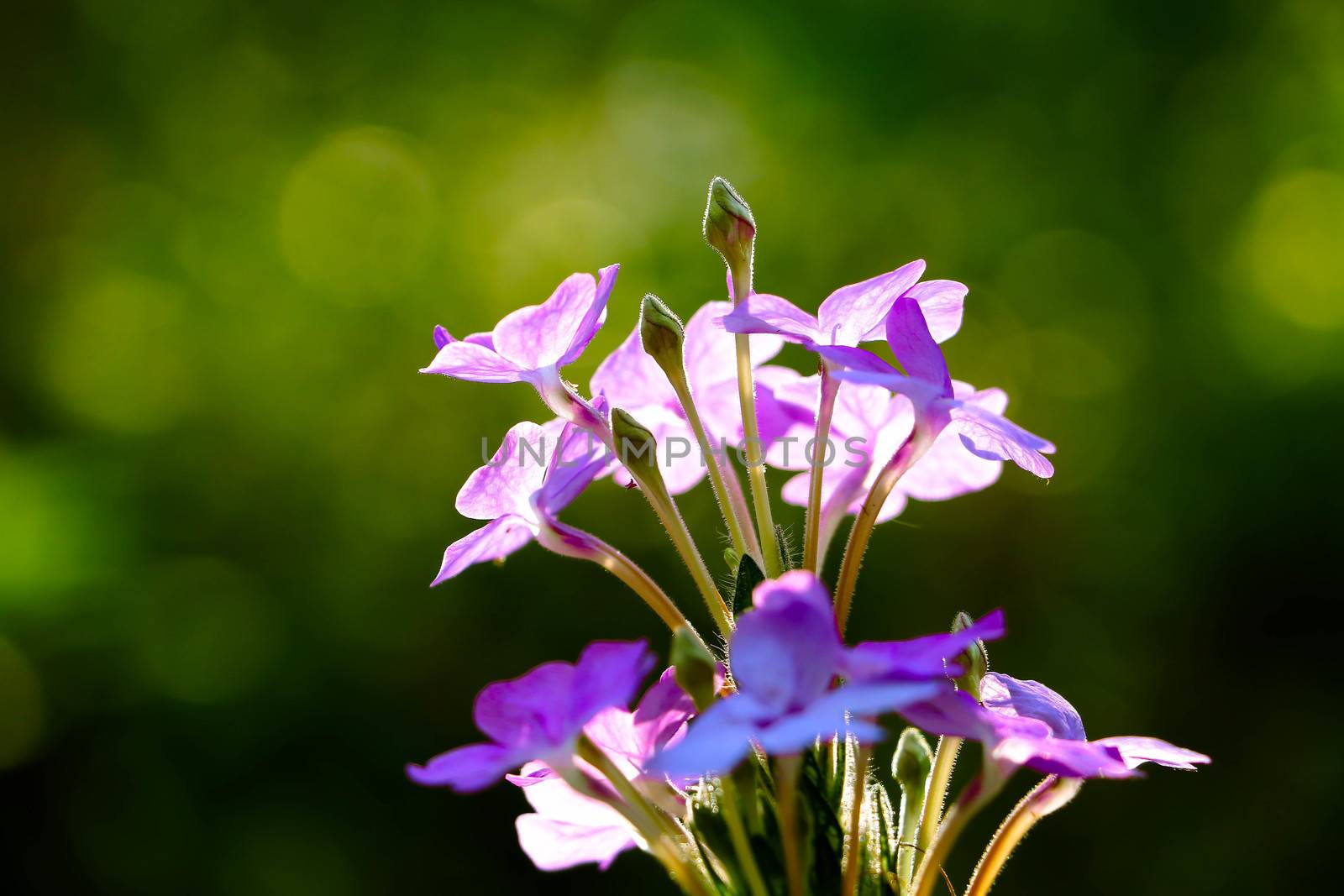 The Small violet flowers with the green nature by e22xua