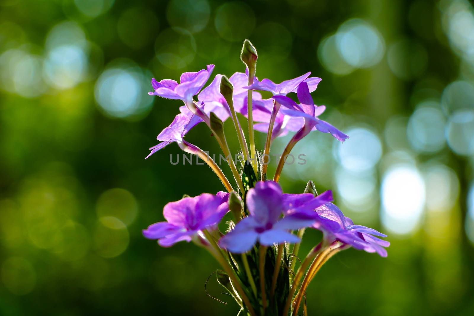 The Small violet flowers with the green nature,close up