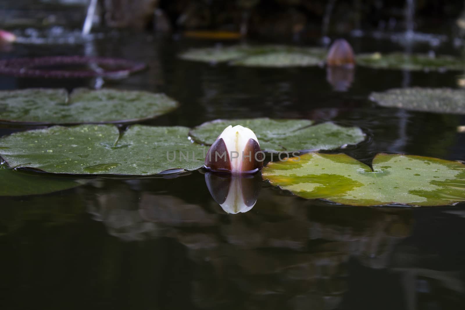 Small lake with floating leaves of lotus flower by lovecomunication