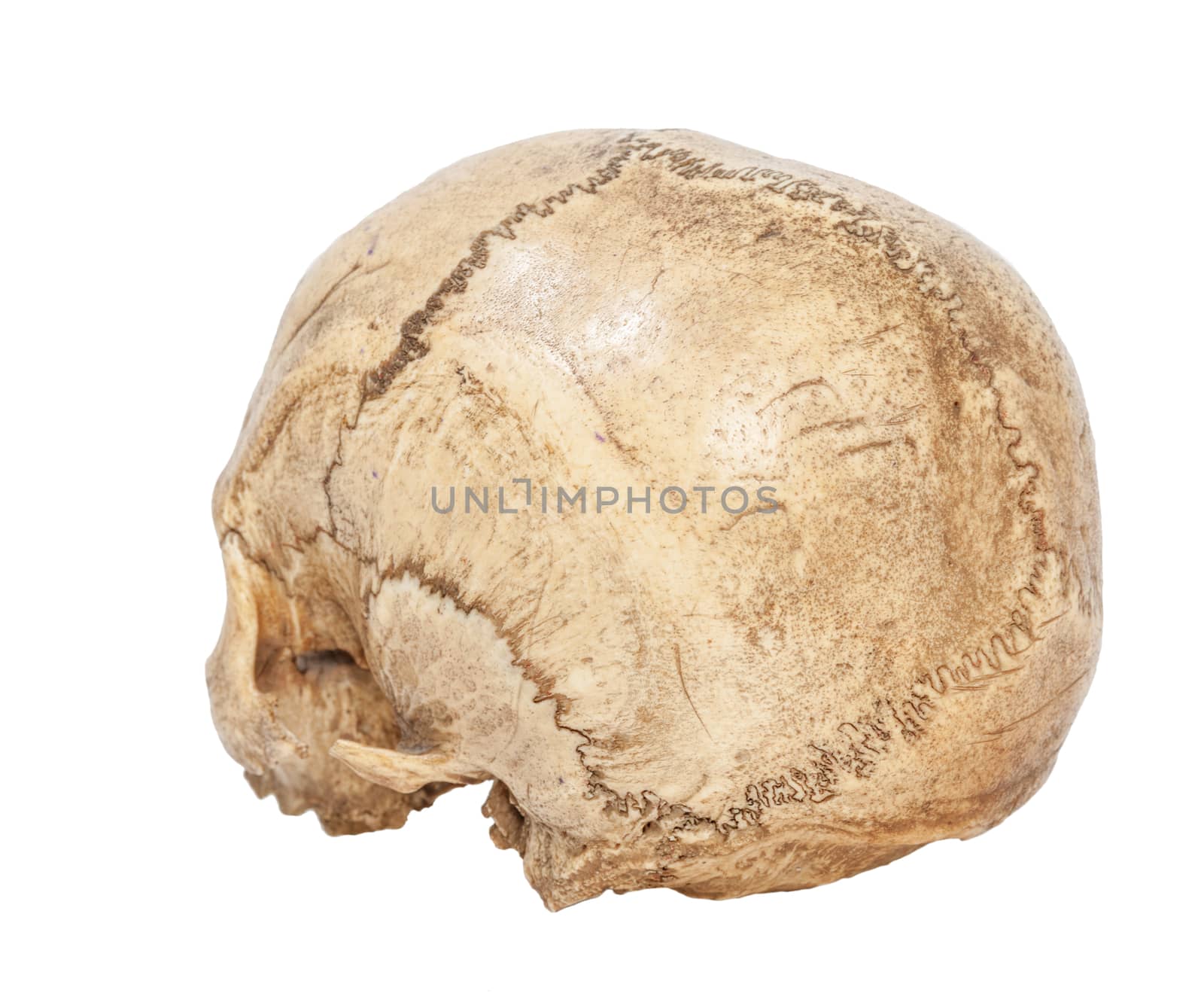One old jawless Human Scull isolated on white