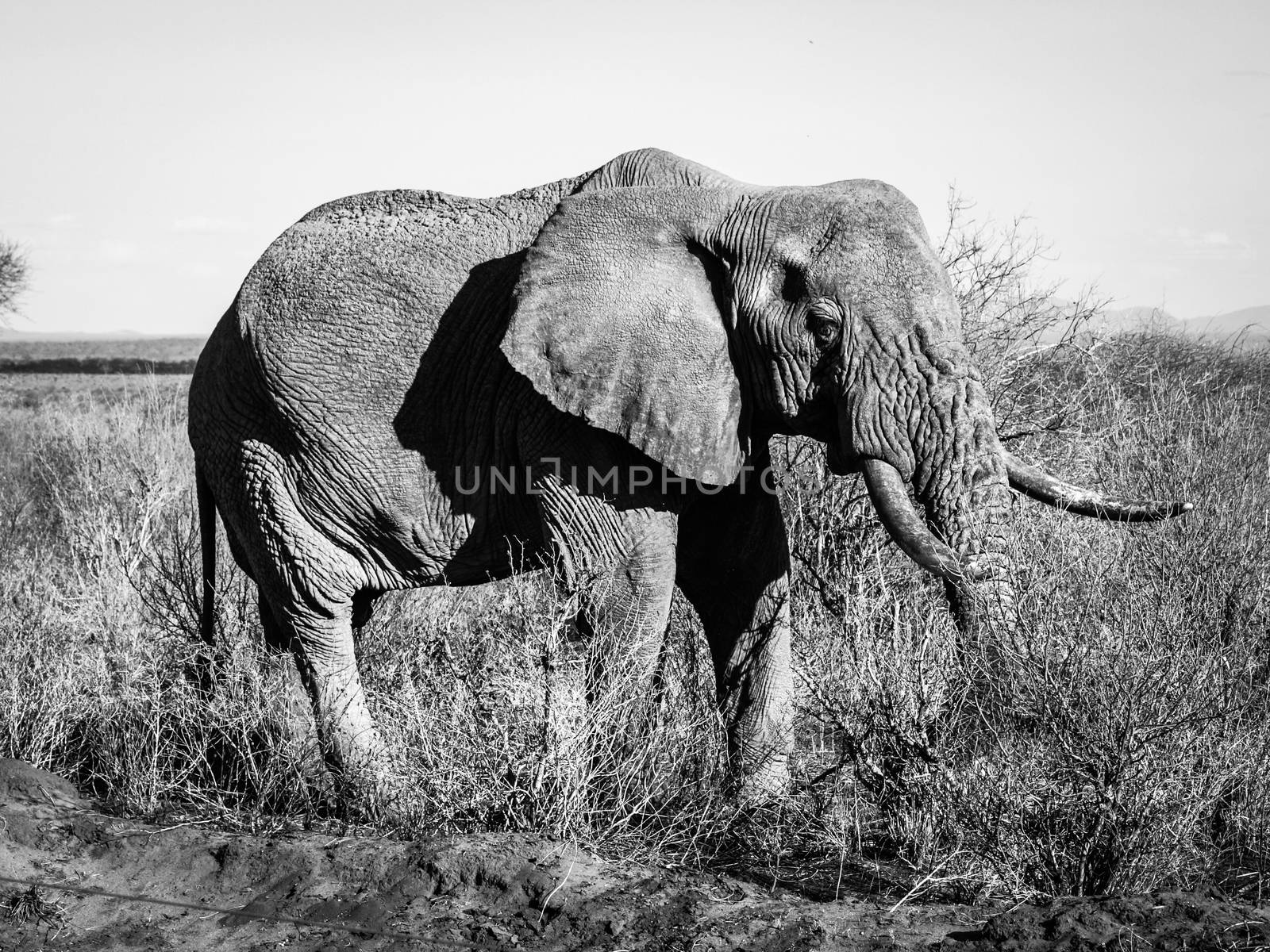 Old wrinkled elephant standing in african bush