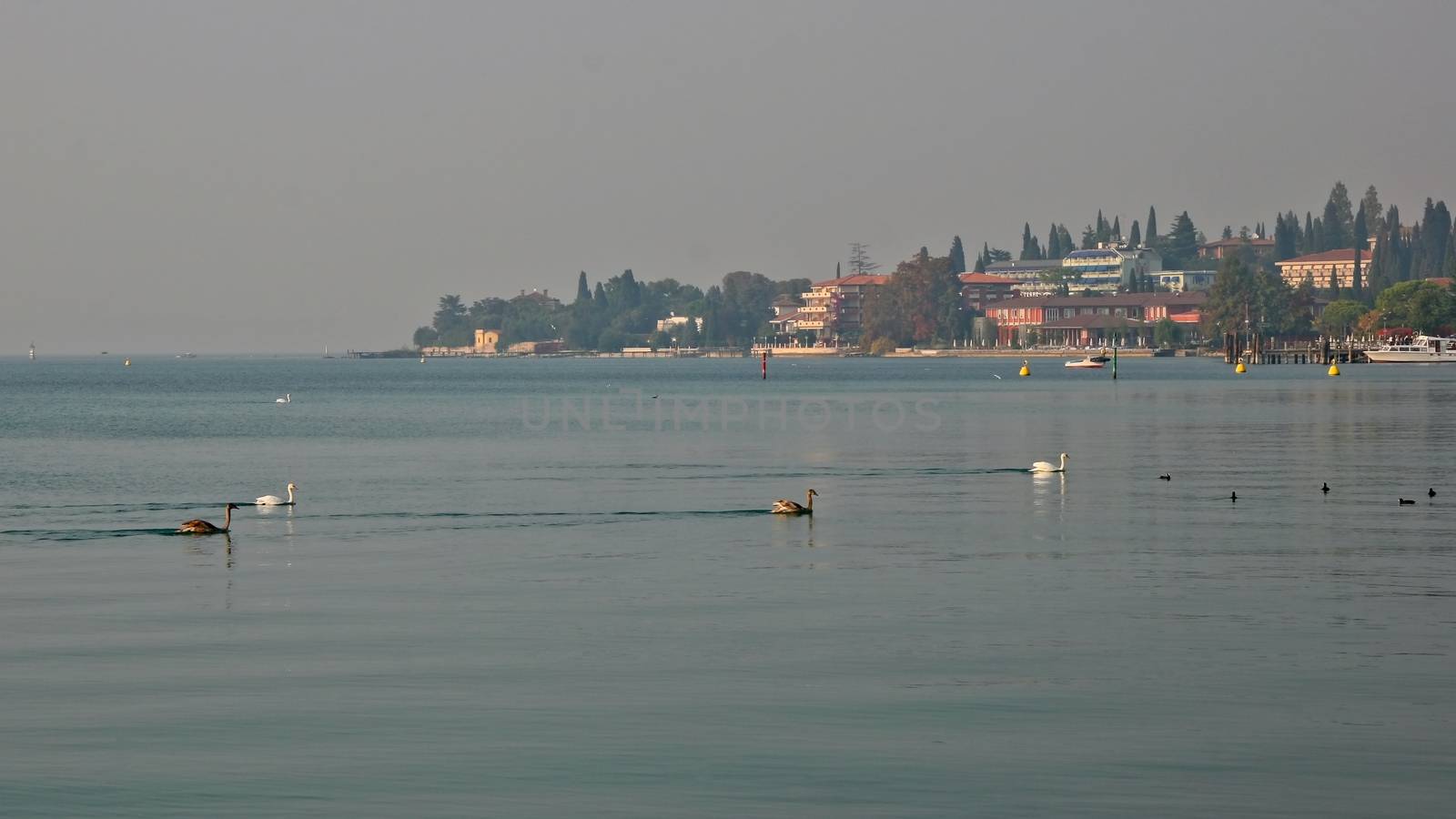 Swans Swimming across Lake Garda at Sirmione