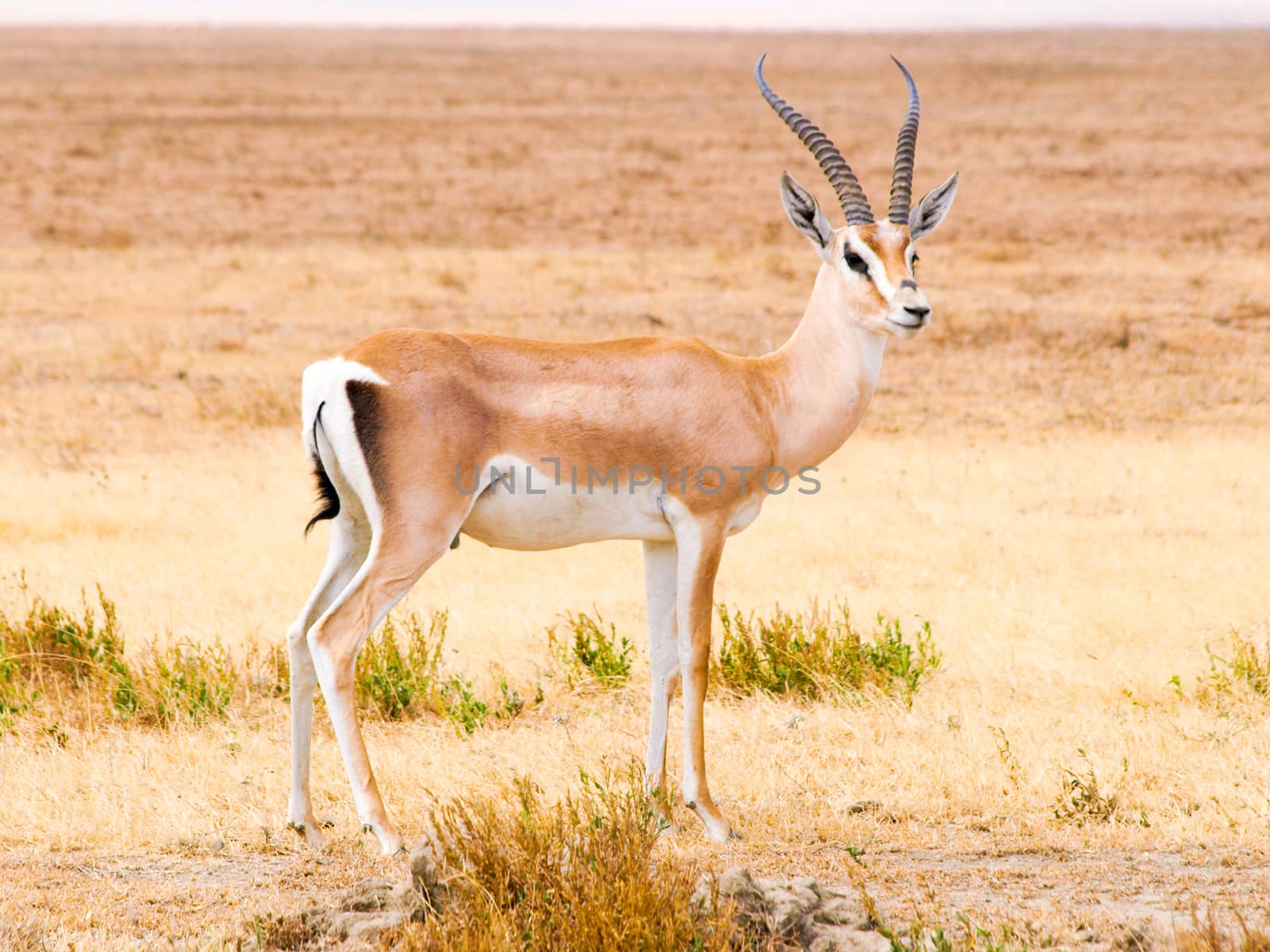 Impala in the natural habitat of savanna, Africa.
