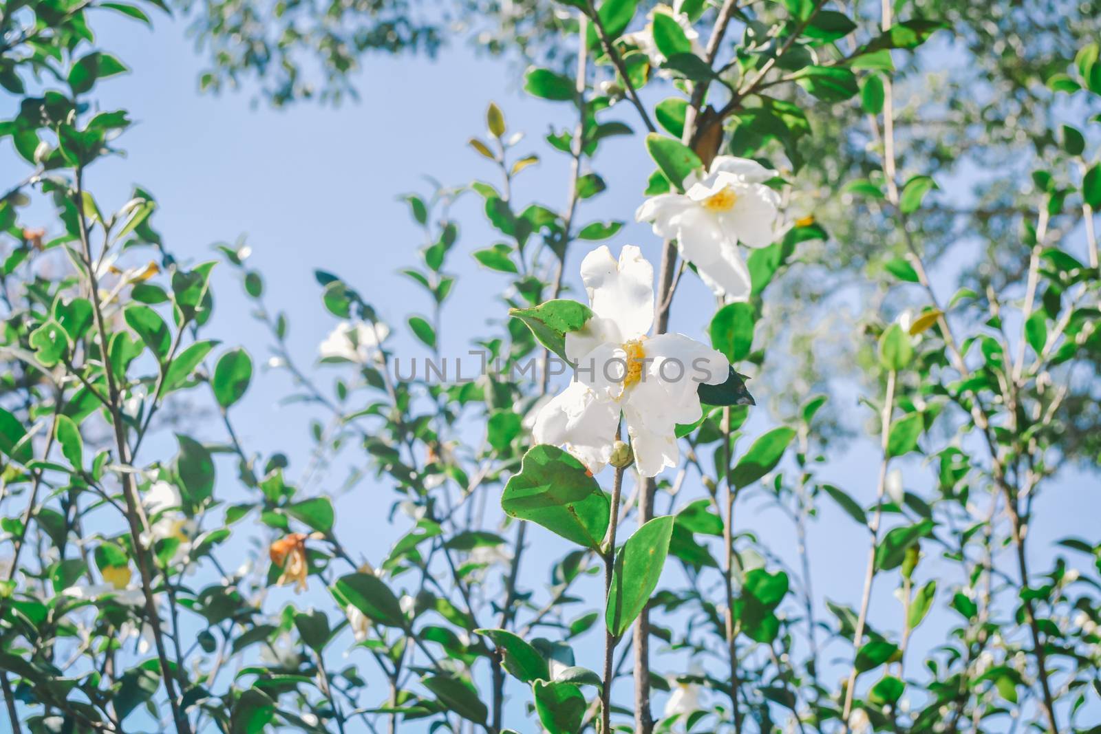 Flowers of tea Plantation by apichart