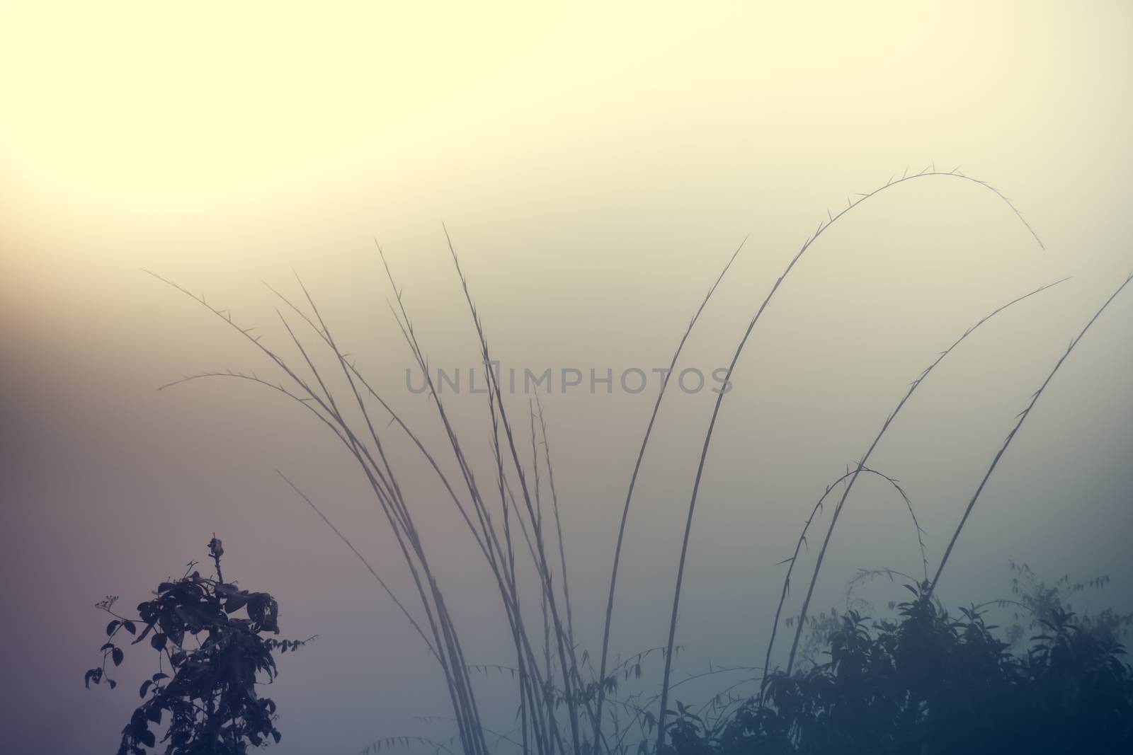 Bamboo and water drops among mist by apichart