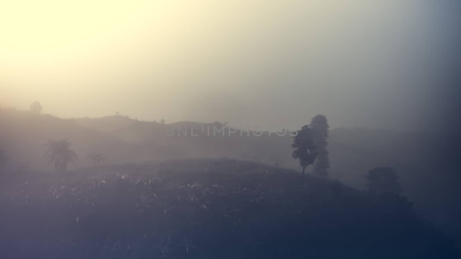 Landscape of forest and mountains among mist
