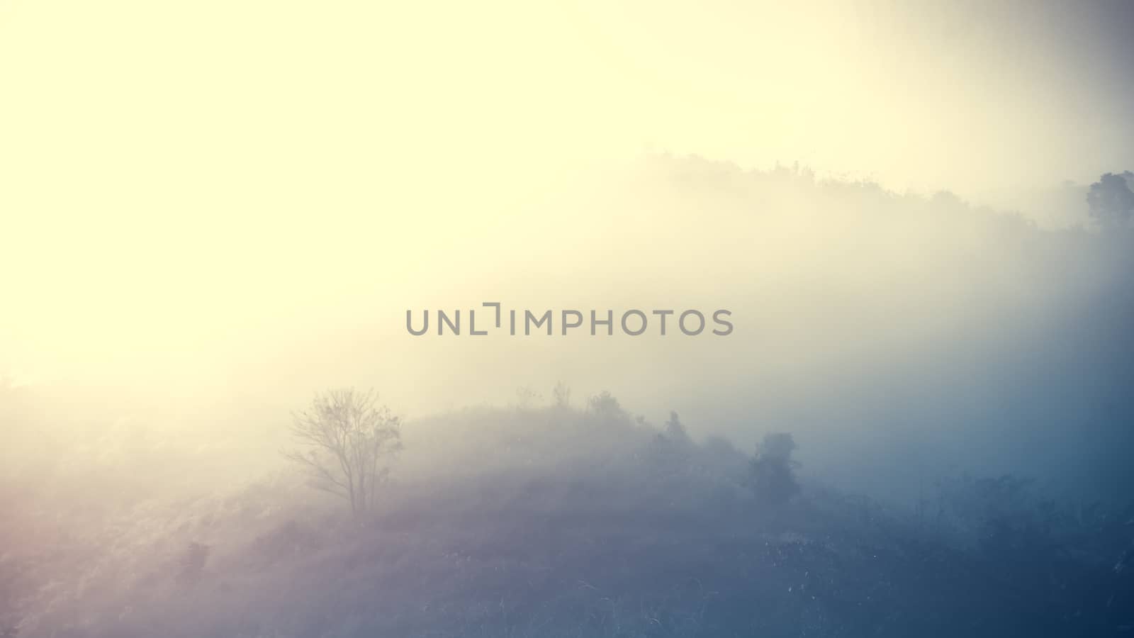 Landscape of forest and mountains among mist