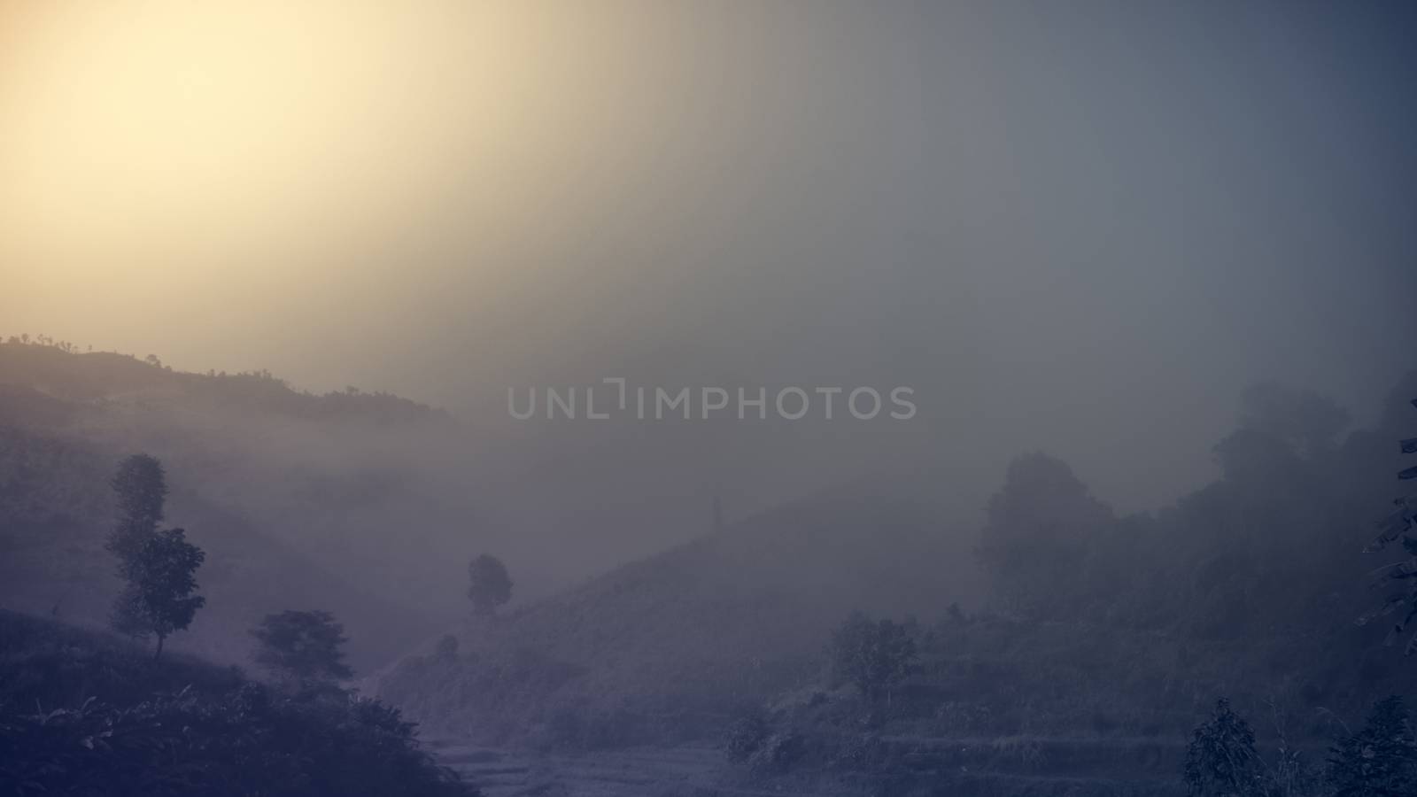 Landscape of forest and mountains among mist