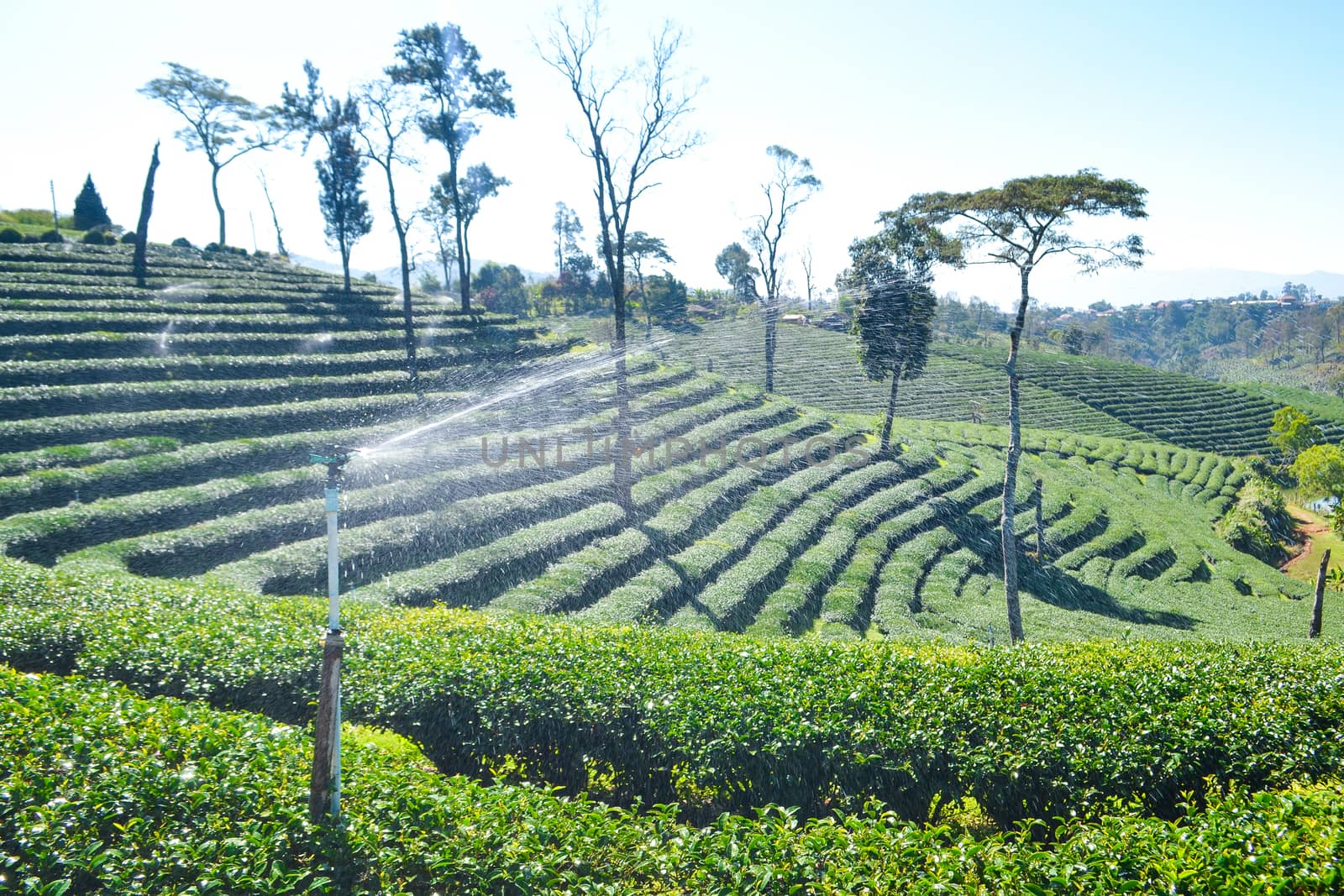 Tea Plantation planted on mountain by apichart