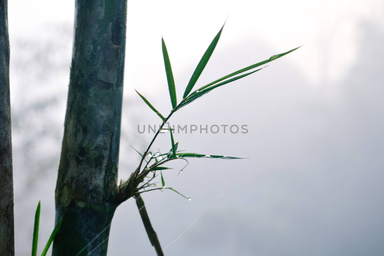 Bamboo and water drops on spider web among the mountains and mist