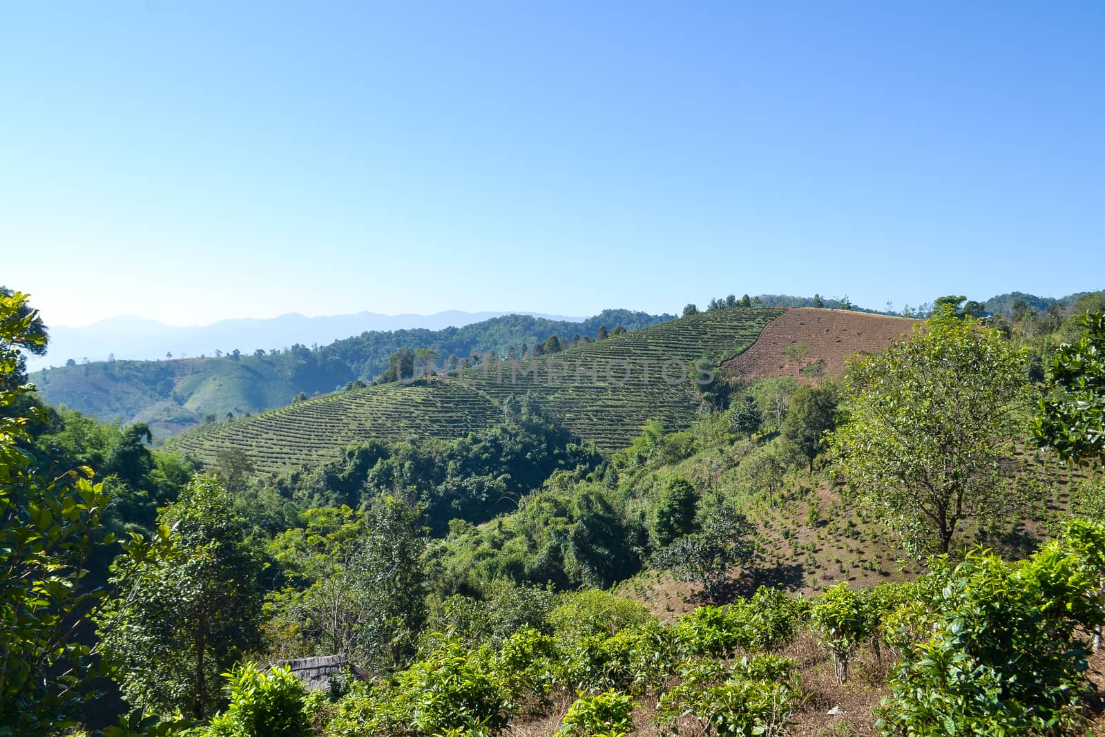 Tea Plantation planted on mountain by apichart