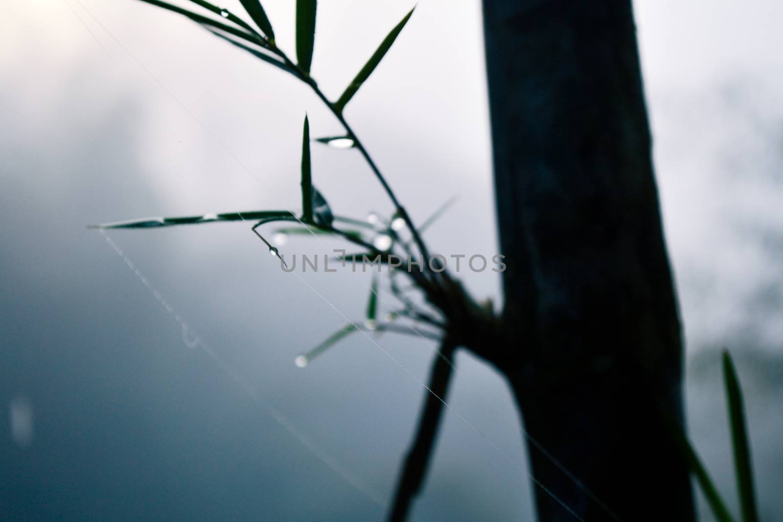 Bamboo and water drops among mist by apichart