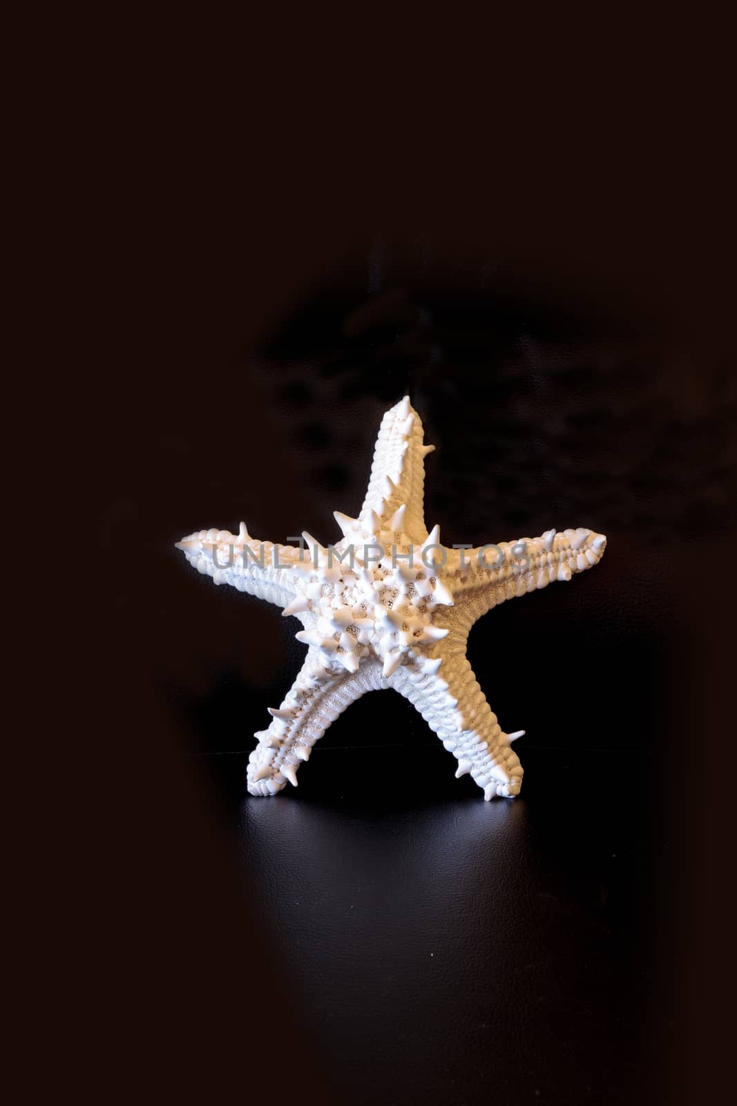 White horned sea star Protoreaster nodosus isolated on a black background