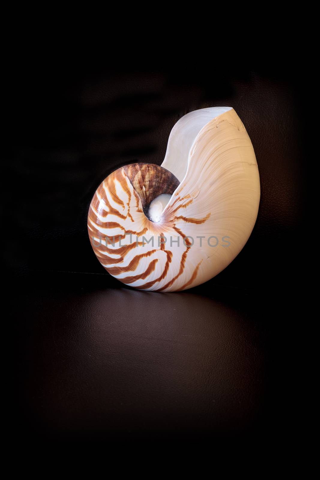 Chambered Nautilus seashell Nautilus pompilius pompilius by steffstarr