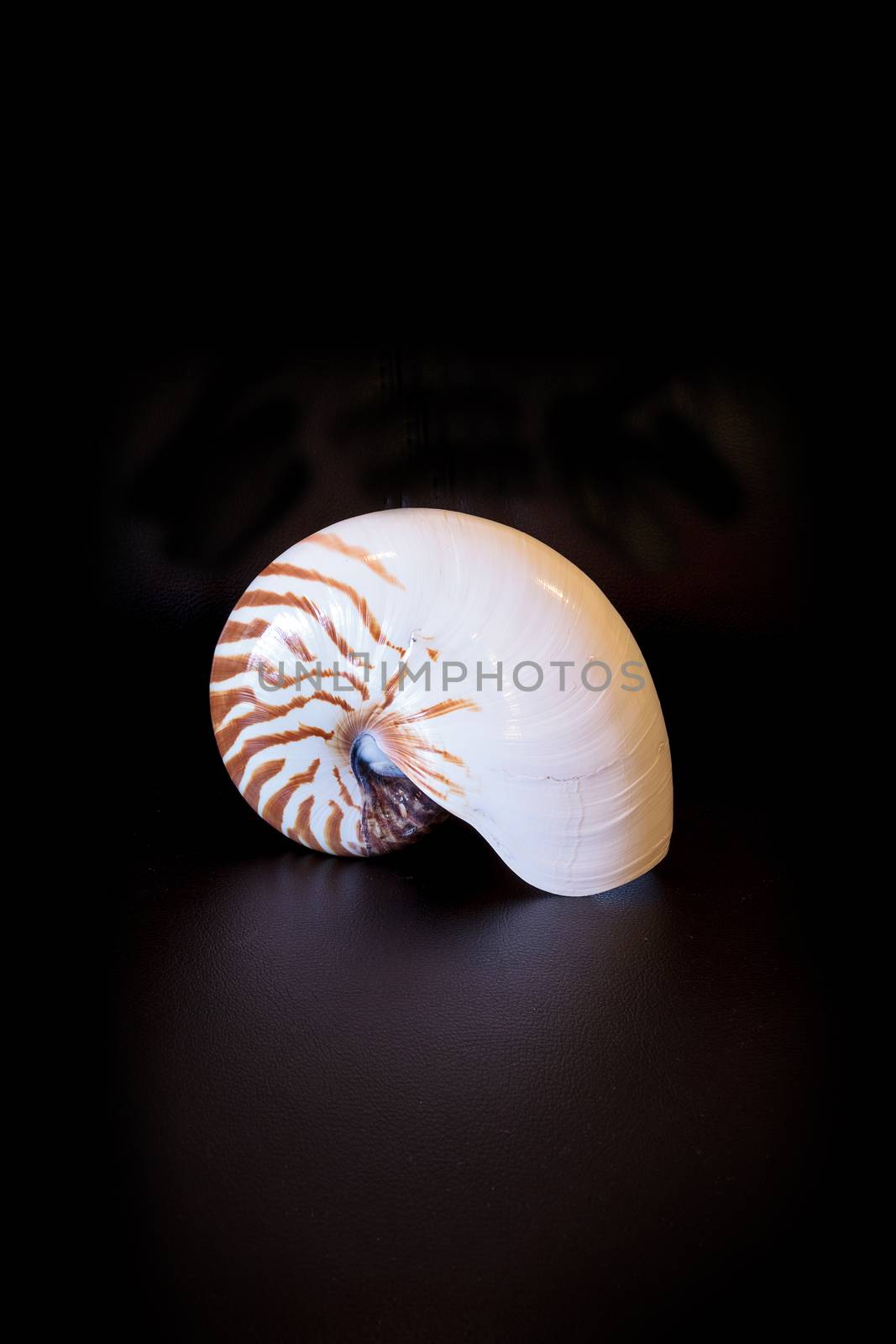 Chambered Nautilus seashell Nautilus pompilius pompilius isolated on a black background
