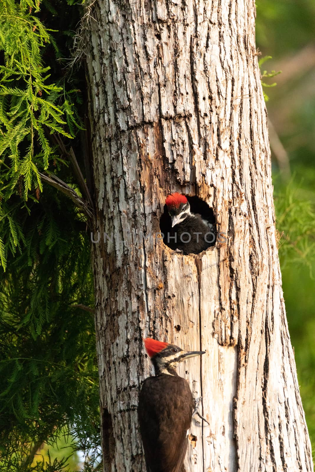 Adult pileated woodpecker Hylatomus pileatus feeds its chick by steffstarr