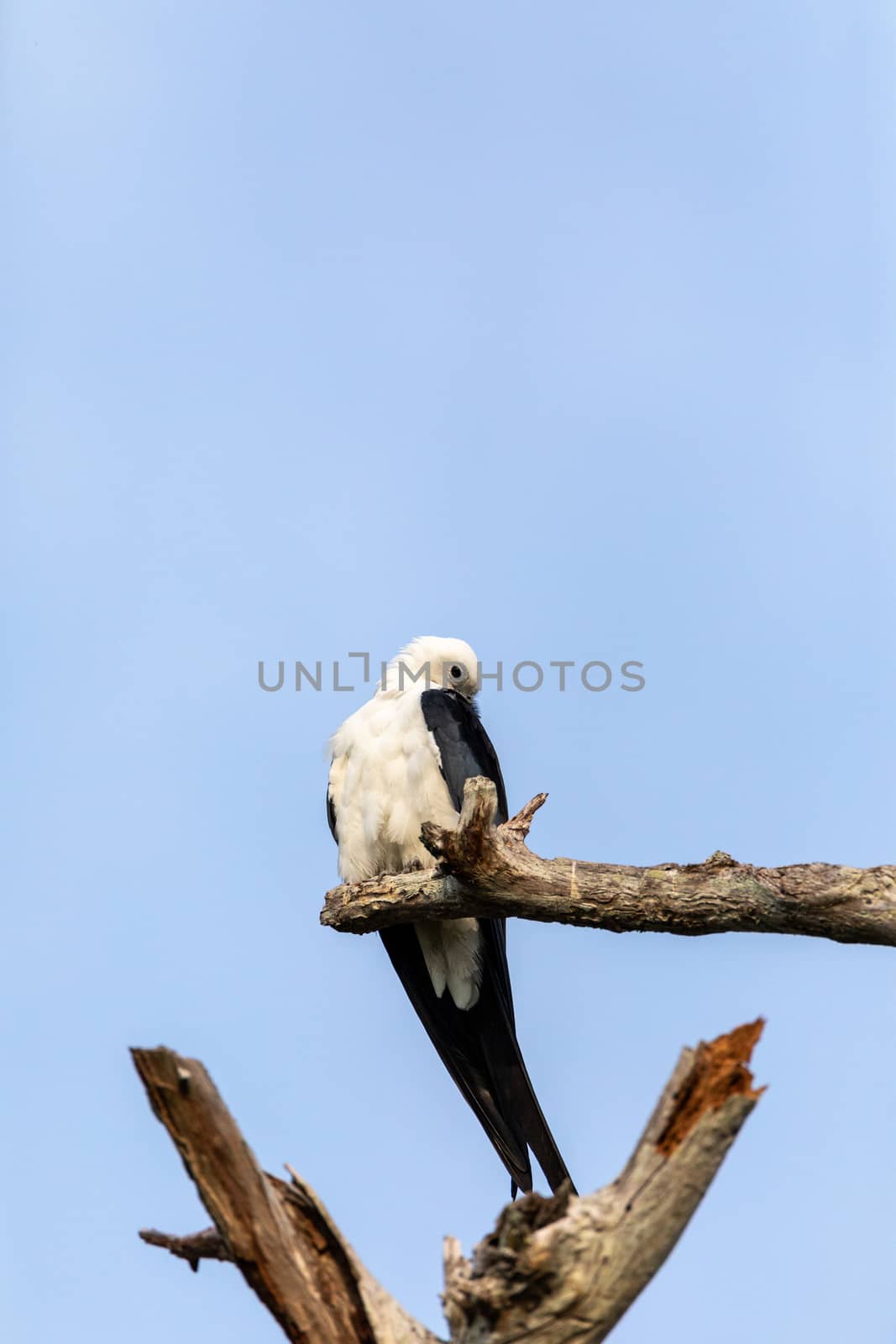 White and grey male swallow-tailed kite Elanoides forficatus perches on a dead tree in Naples, Florida