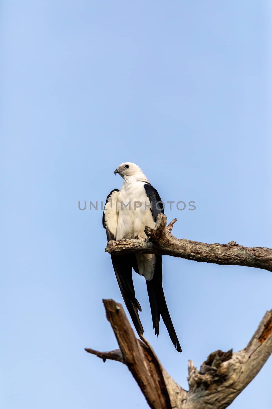 White and grey male swallow-tailed kite Elanoides forficatus per by steffstarr