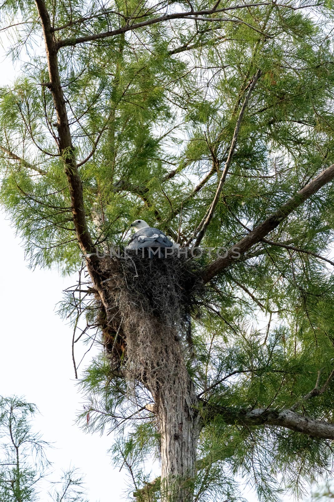 Female swallow-tailed kite Elanoides forficatus sits on a nest in Naples, Florida