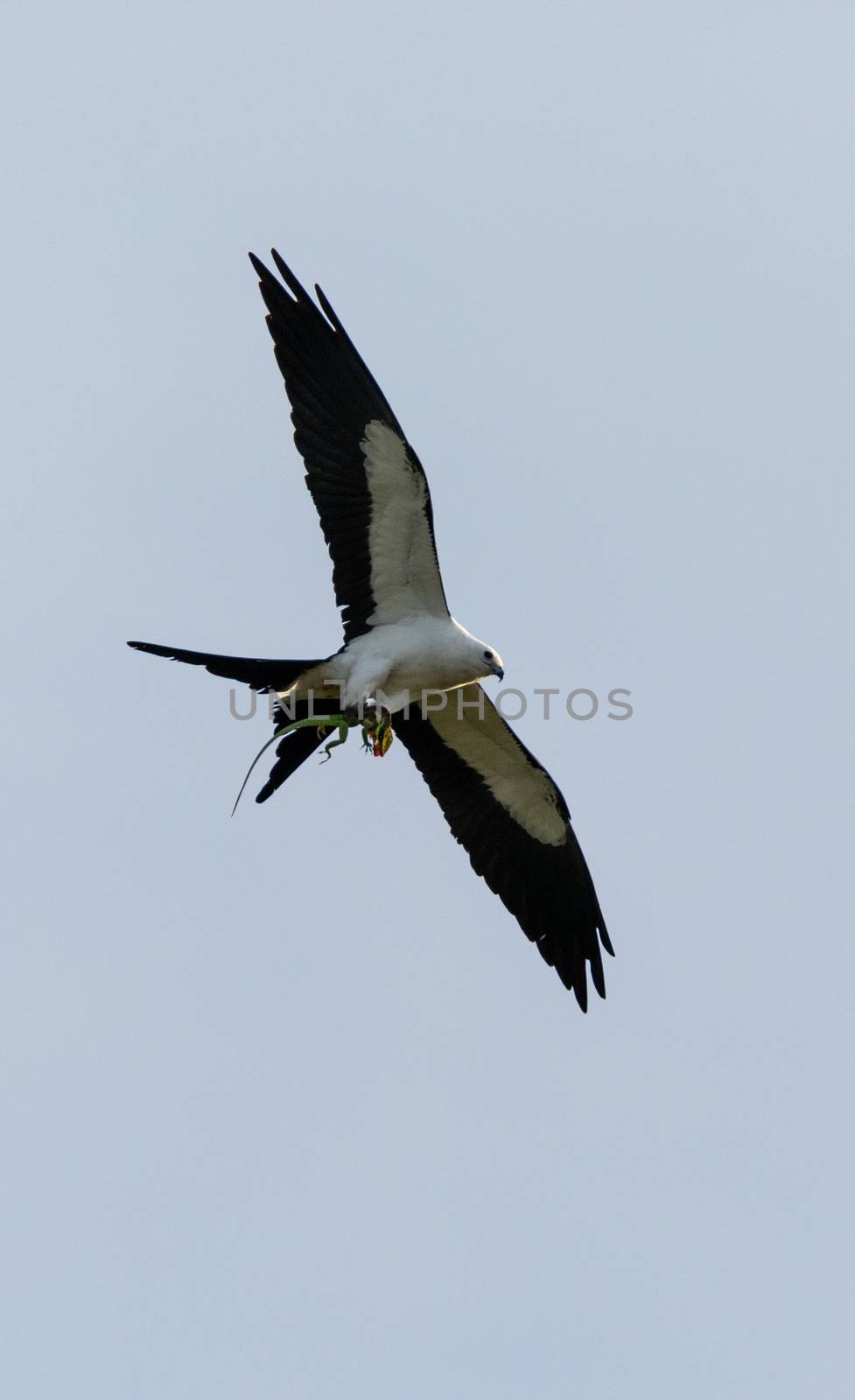 Flying swallow-tailed kite Elanoides forficatus with a Cuban kni by steffstarr