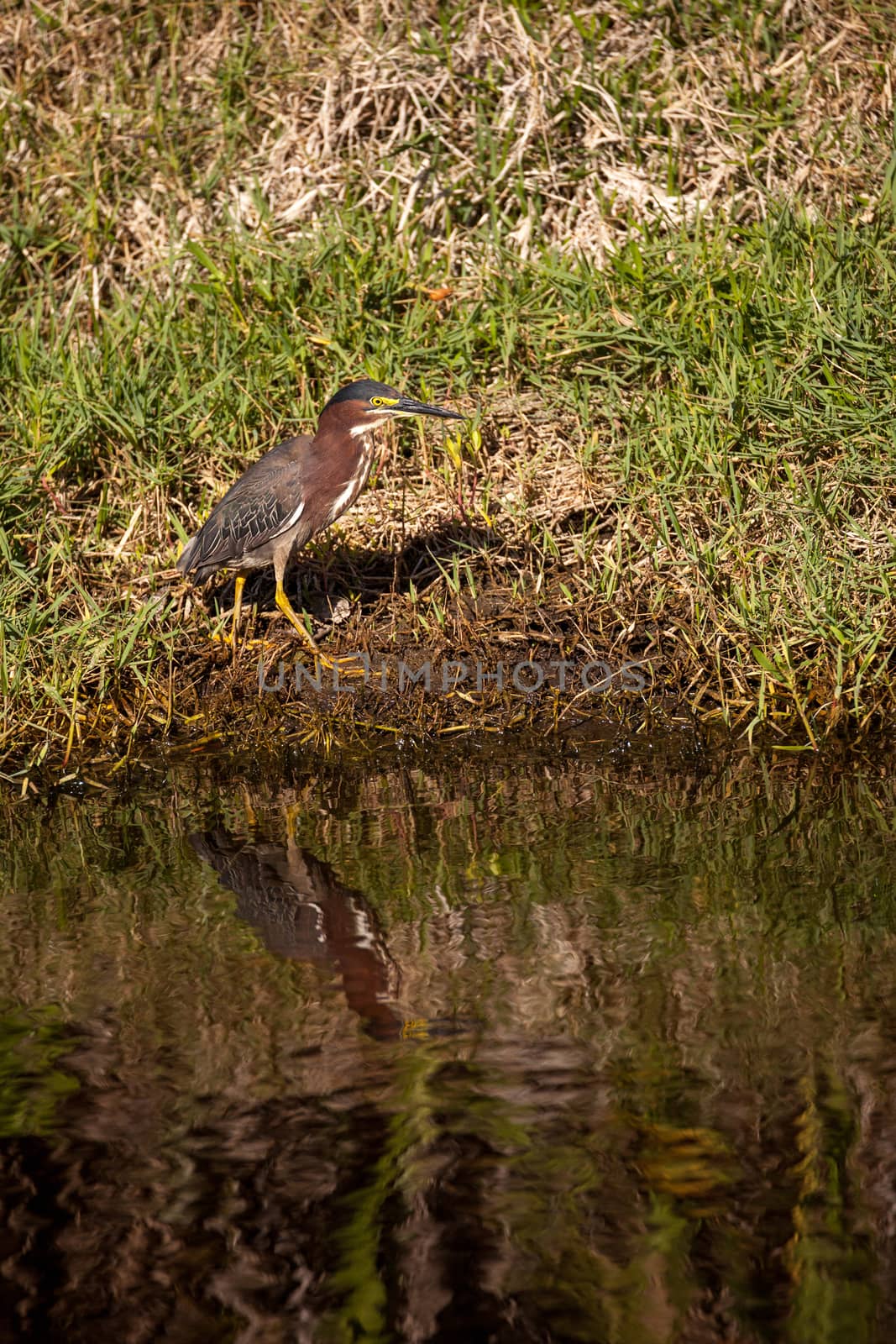 Little green heron Butorides virescens wading bird hunts for food in a marsh at Liberty Park in Naples, Florida, USA
