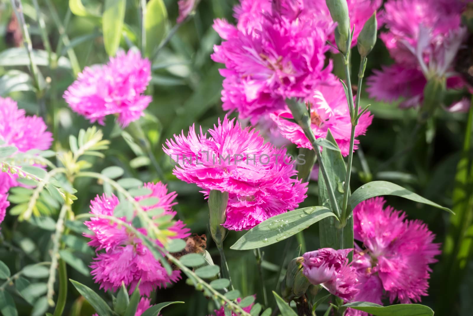 The background image of the colorful flowers, background nature