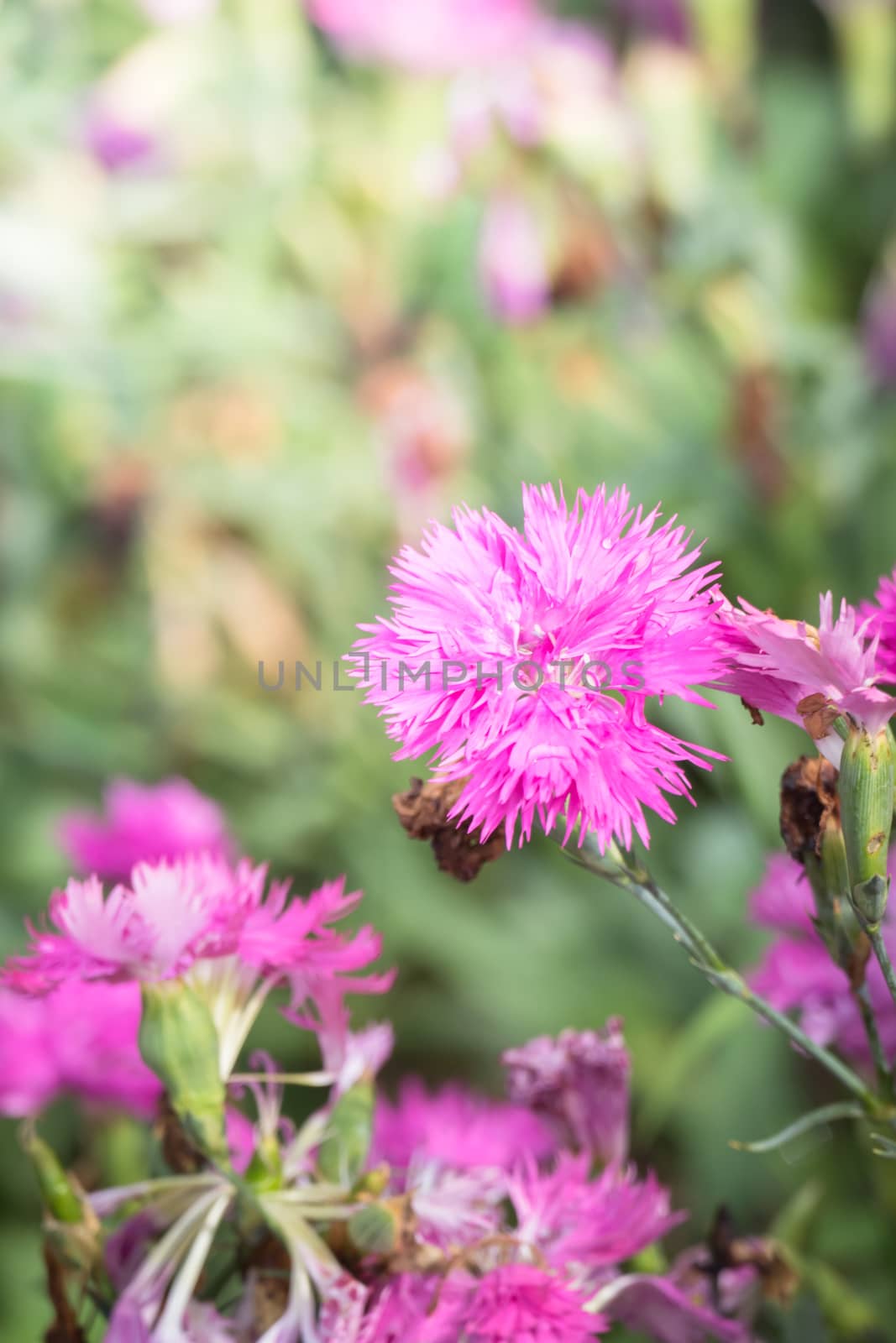 The background image of the colorful flowers by teerawit