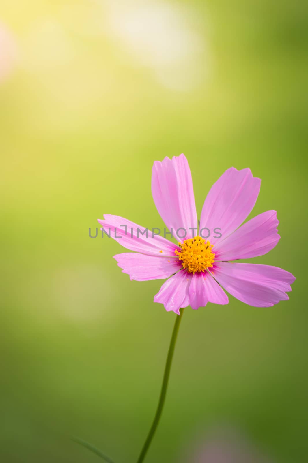 The background image of the colorful flowers, background nature