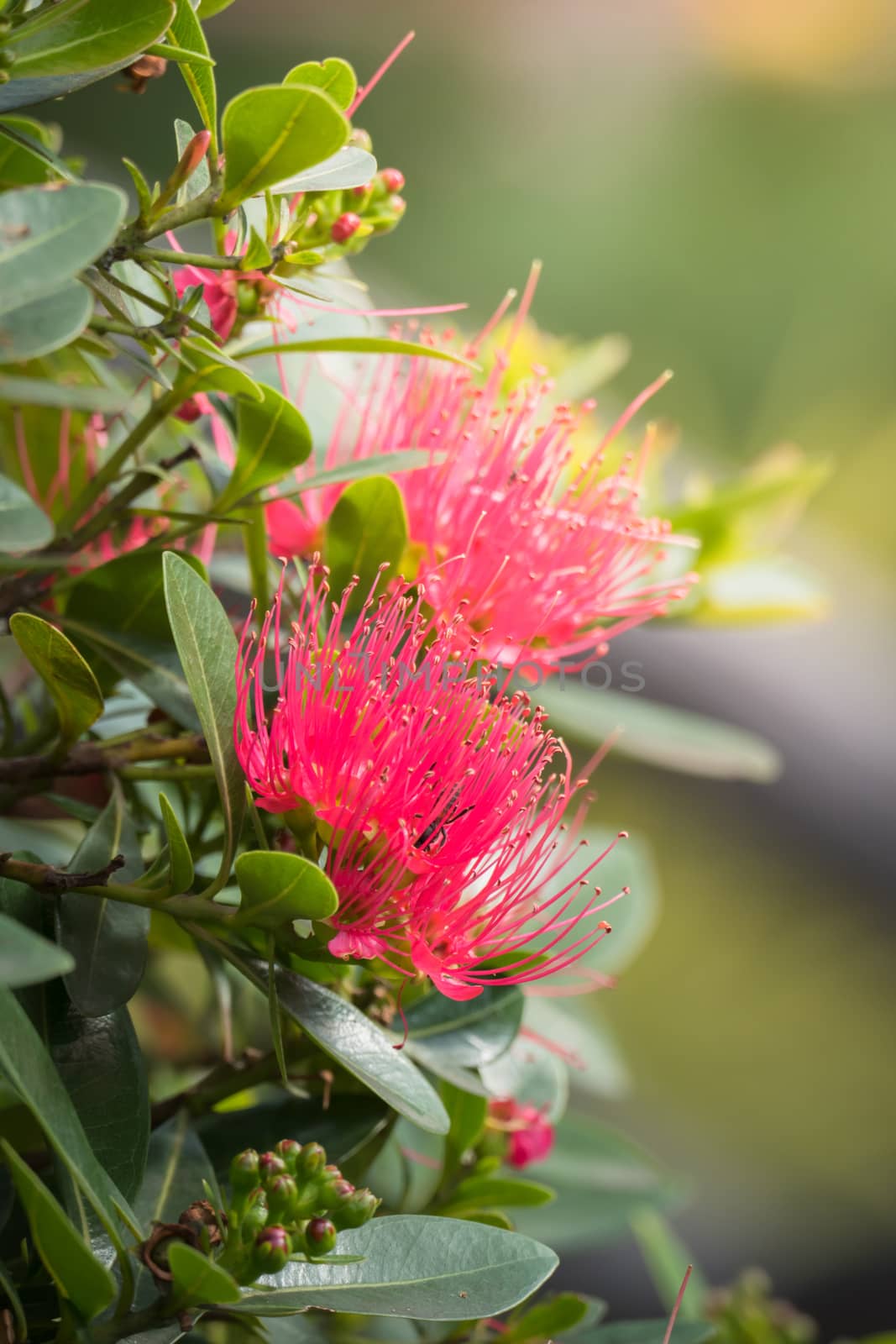 The background image of the colorful flowers by teerawit