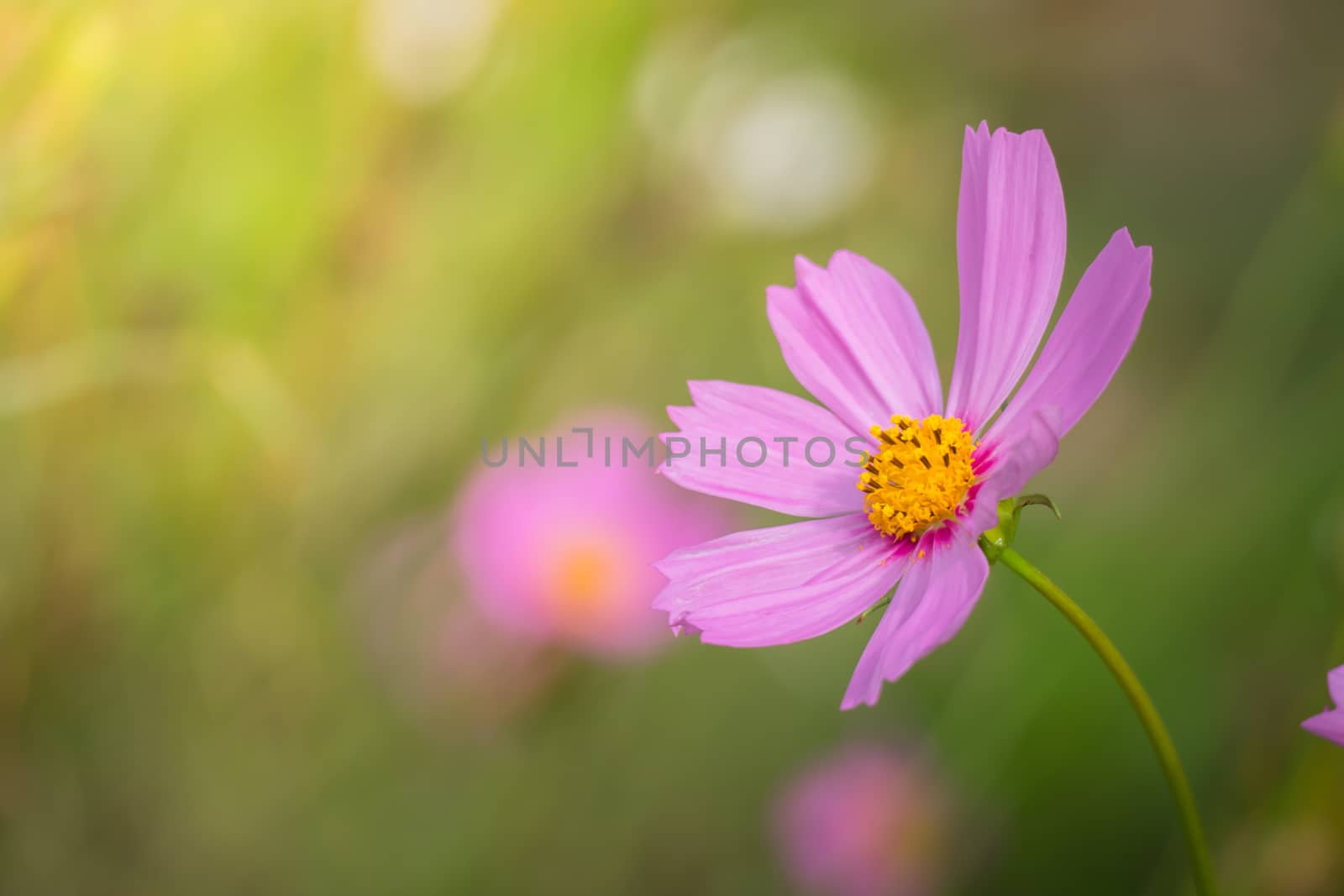 The background image of the colorful flowers, background nature