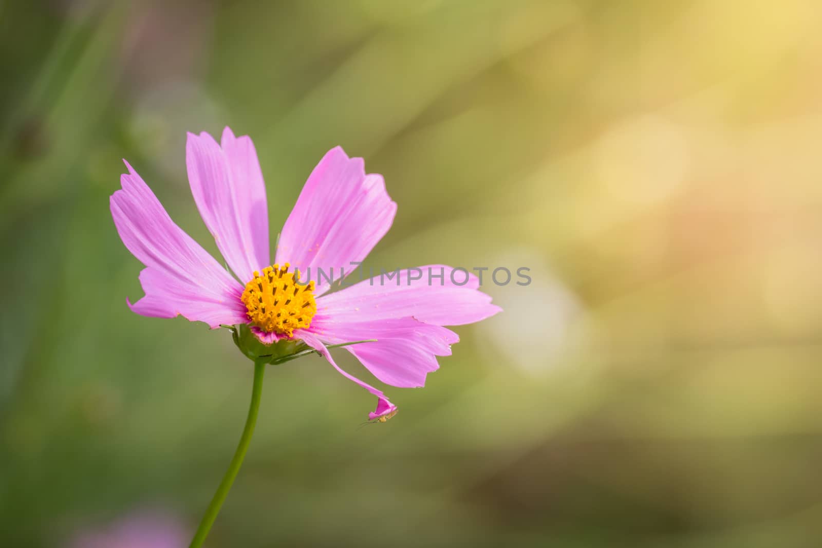 The background image of the colorful flowers, background nature