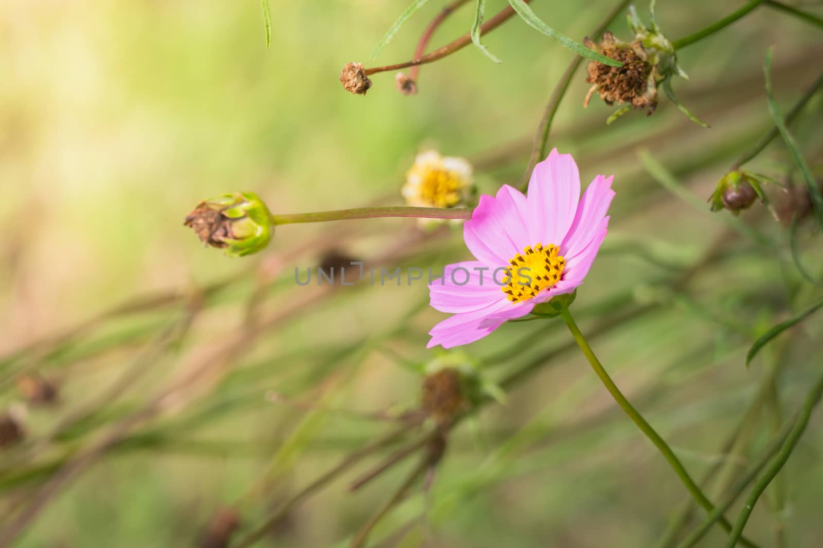 The background image of the colorful flowers, background nature