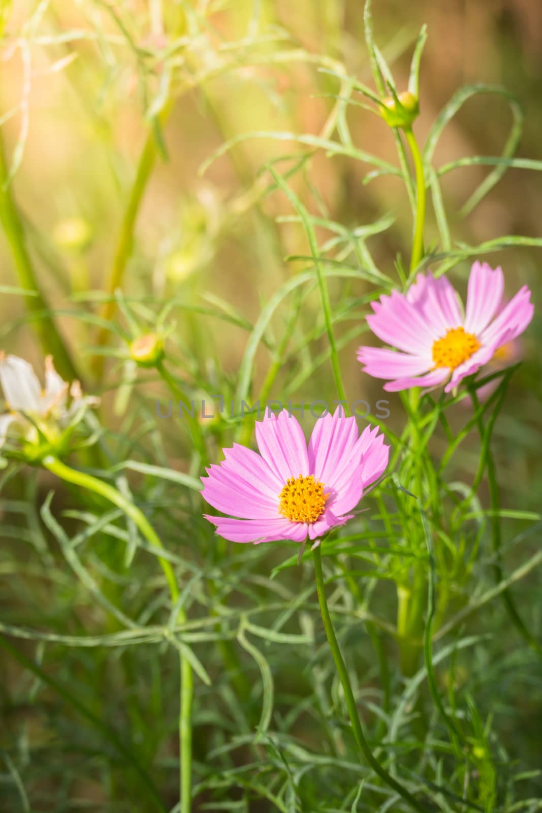 The background image of the colorful flowers, background nature