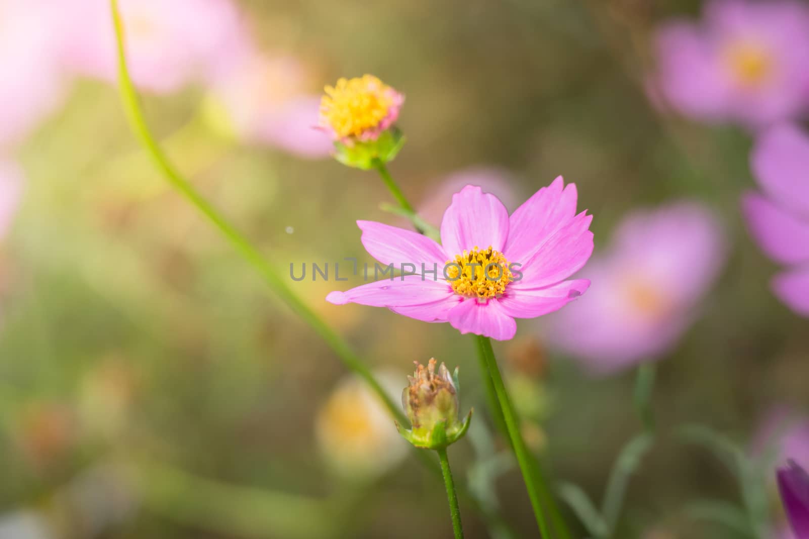 The background image of the colorful flowers, background nature