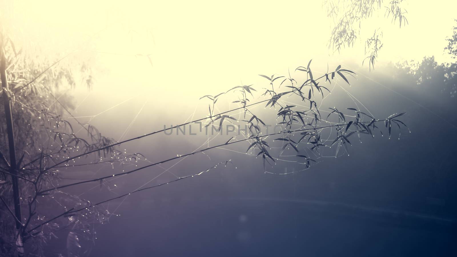 Bamboo and water drops on spider web among mist by apichart