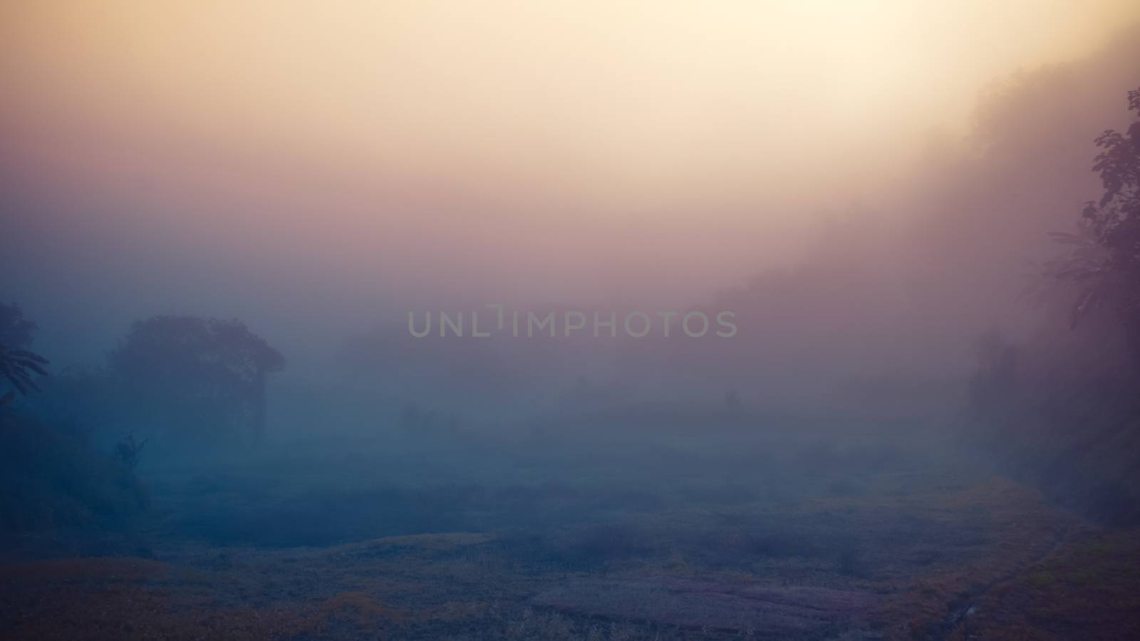 Landscape of forest and mountains among mist