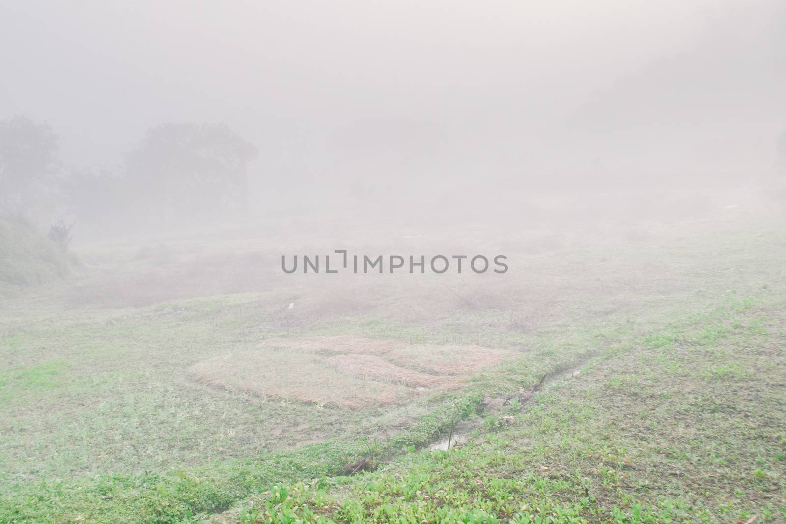 Landscape of forest and mountains among mist