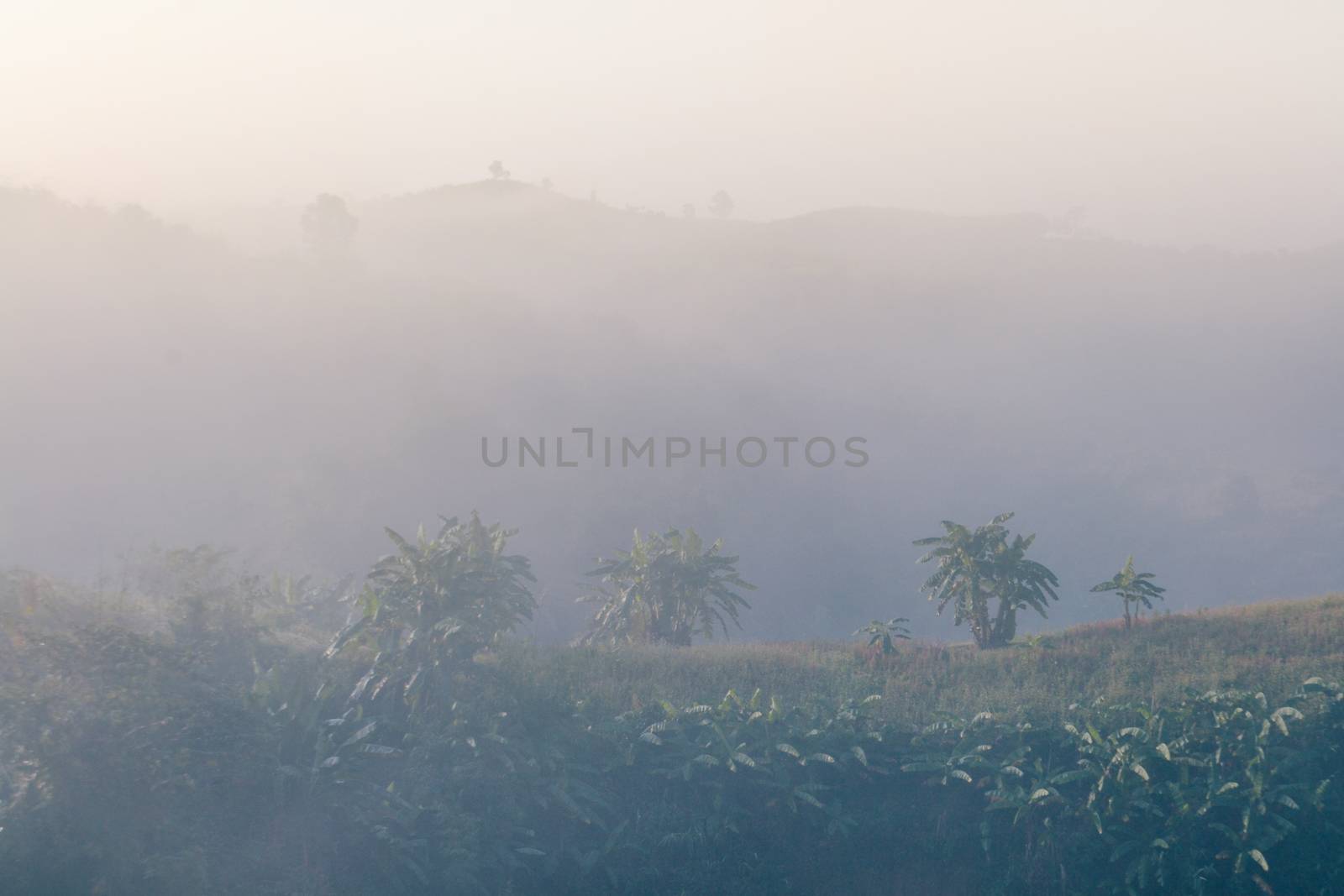 Landscape of forest and mountains among mist