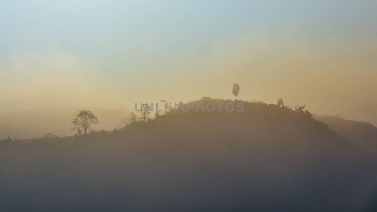 Landscape of forest and mountains among mist