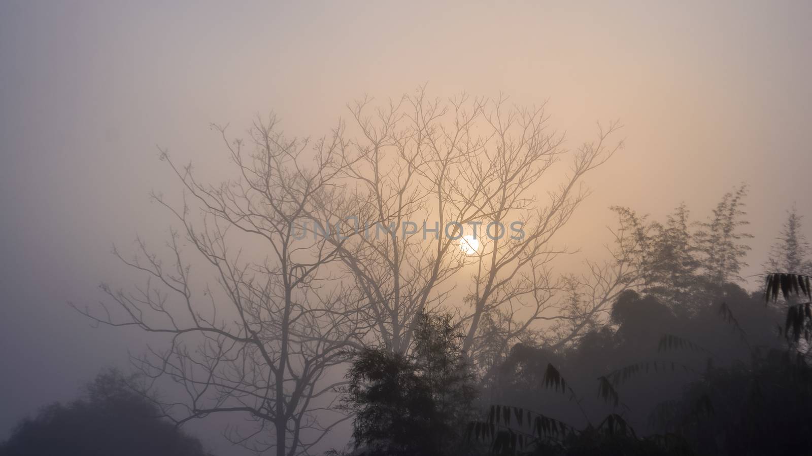 Landscape of forest among mist