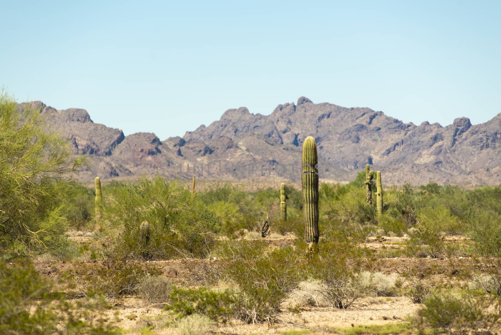 Saguaro cacti in desert of Arizona  by Njean