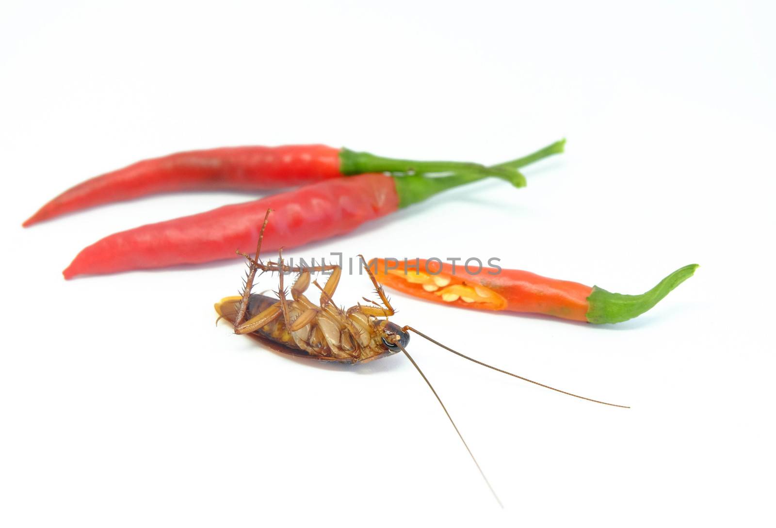 A chili can chase cockroaches,Close up cockroach chili on isolated style.